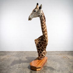LIKE NEW!! Giraffe Taxidermy Shoulder Mount on Wooden Base, Excellent Condition