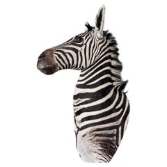 Zebra Taxidermy Shoulder Mount Wall Furniture Display Artwork