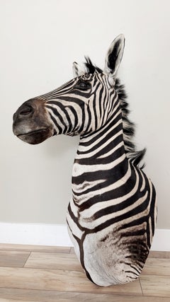 Zebra Taxidermy Shoulder Mount Wall Furniture Display Artwork