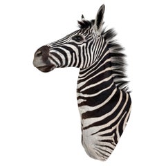 Zebra Taxidermy Shoulder Mount Wall Furniture Display Artwork