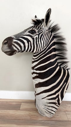 Zebra Taxidermy Shoulder Mount Wall Furniture Display Artwork
