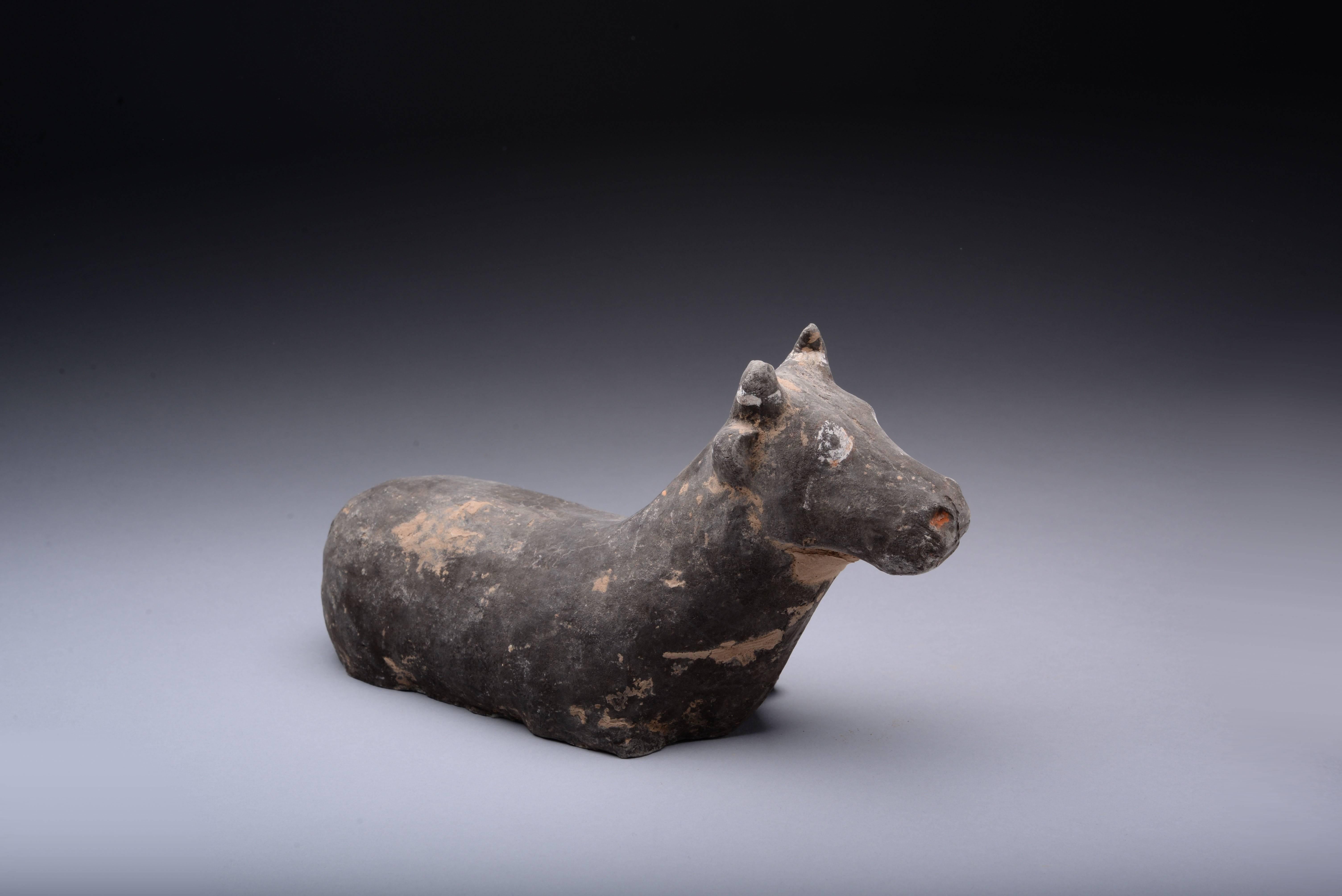 A wonderful ancient Chinese pottery figure of a recumbent bull, dating to the Han dynasty, circa 206 BC - 220 AD.

The creature shown seated, with head raised and gazing out through large, round eyes, decorated with black, white and orange