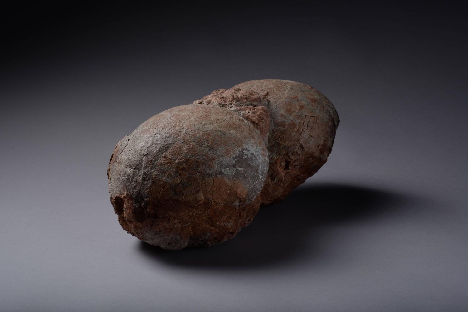 dinosaur fossil on nest