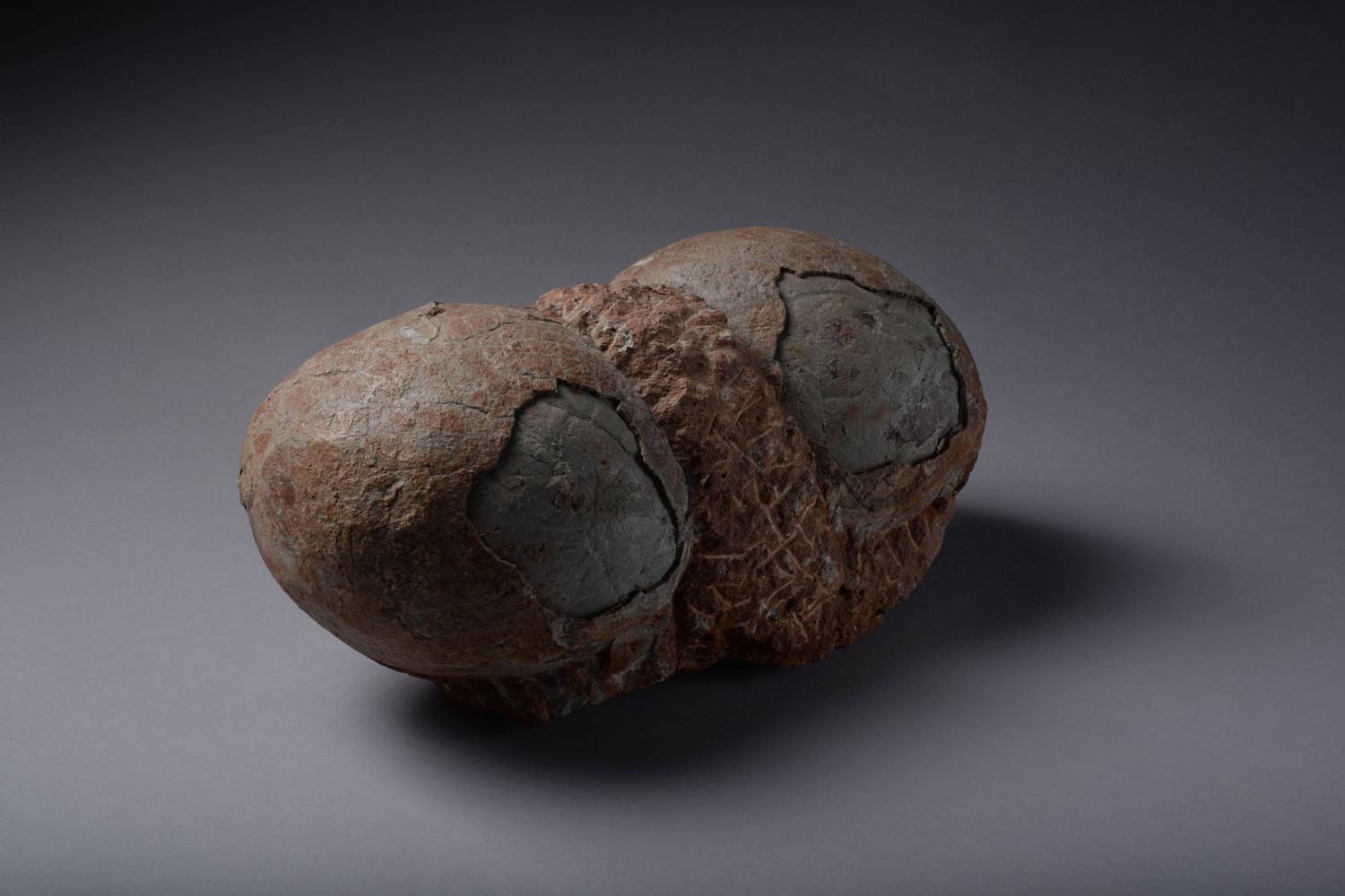 dinosaur fossil on nest