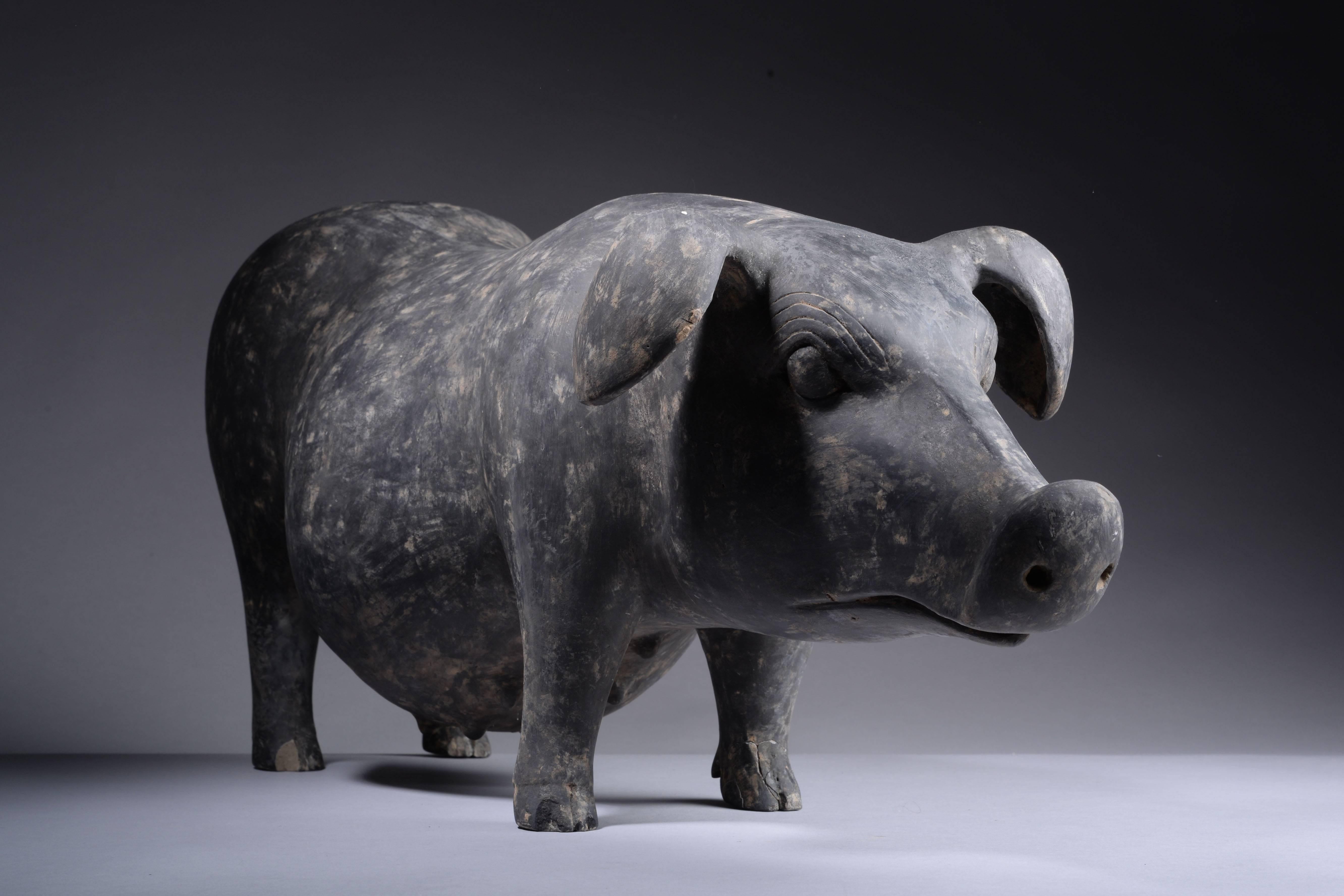 A very large ancient Chinese Han dynasty terracotta figure of a boar or pig, dating to approximately 206 BC-220 AD.

The animal is shown standing foursquare, the tail curled on the body, the ears folded out in a cup-shape. The ancient artist,