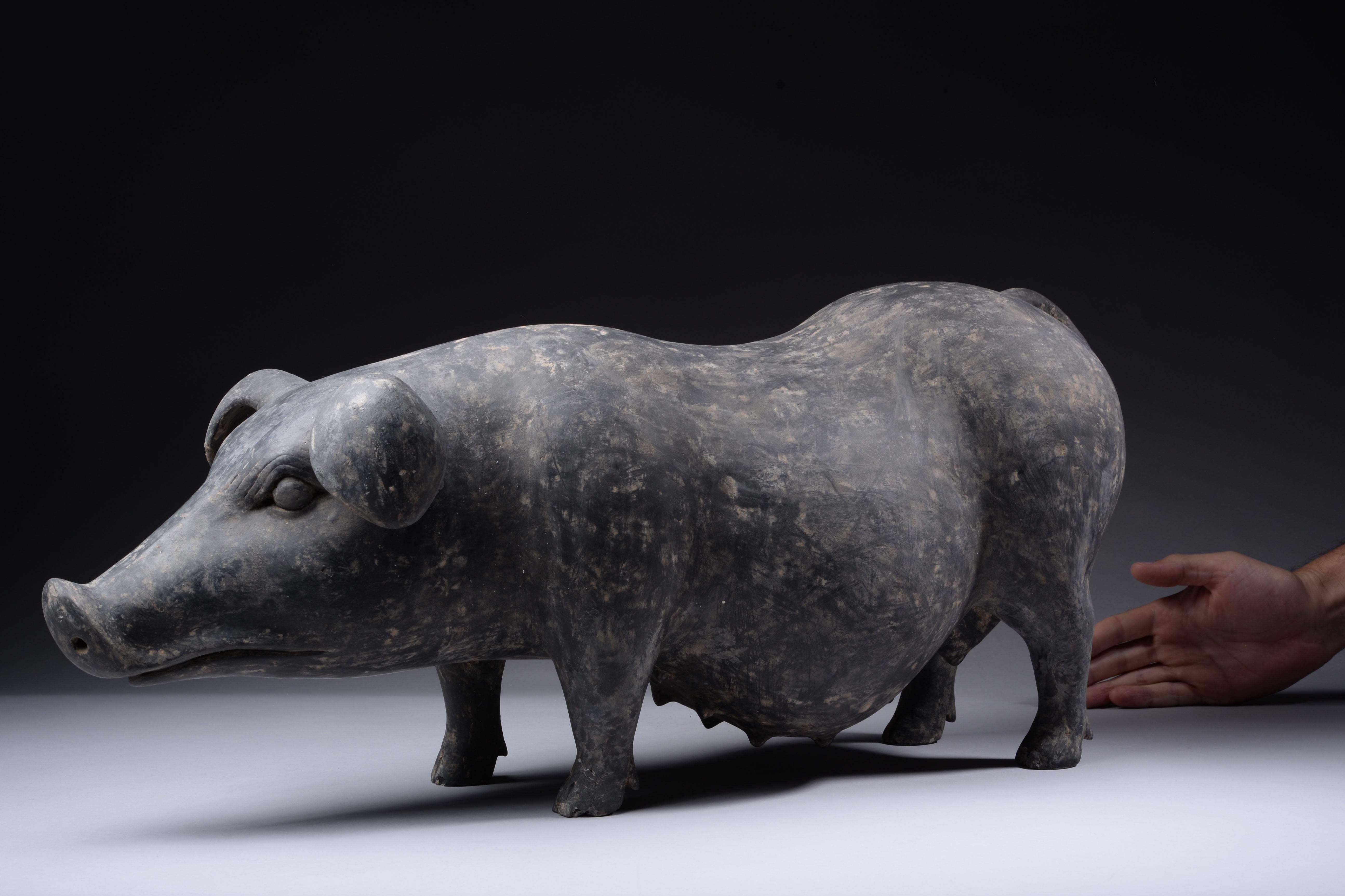 Very Large Ancient Chinese Pottery Han Dynasty Pig, 206 BC In Excellent Condition In London, GB