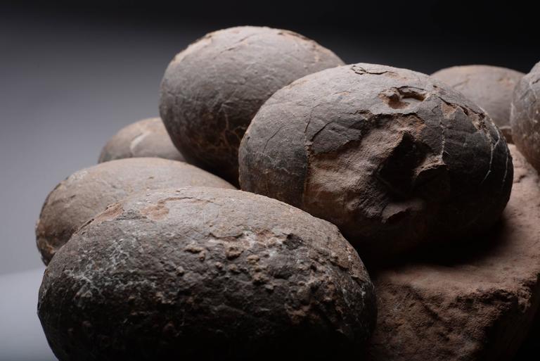 dinosaur fossil on nest