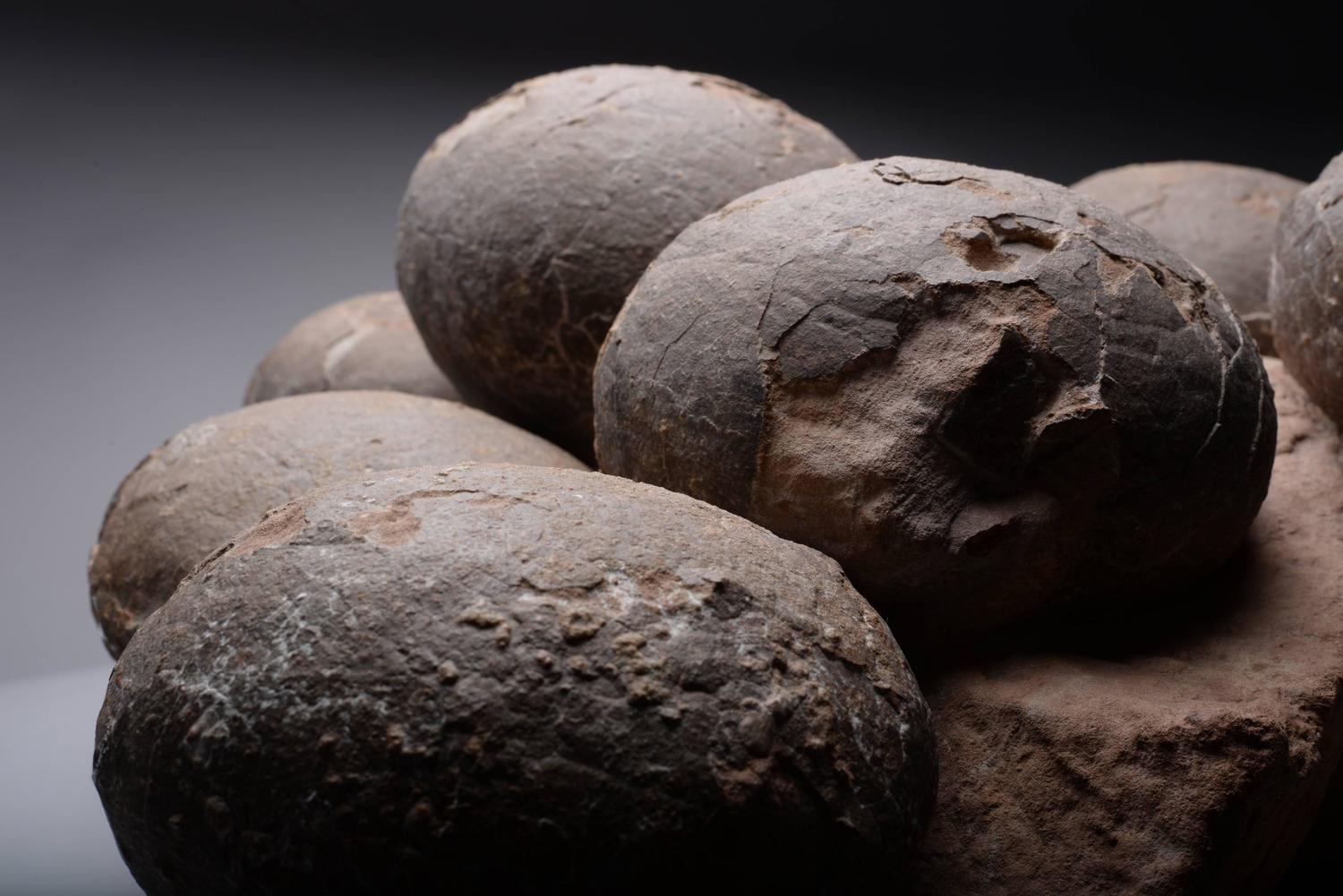 inside dinosaur egg fossil