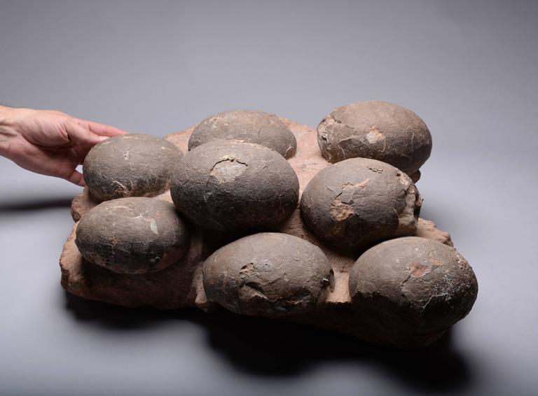 dinosaur fossil on nest