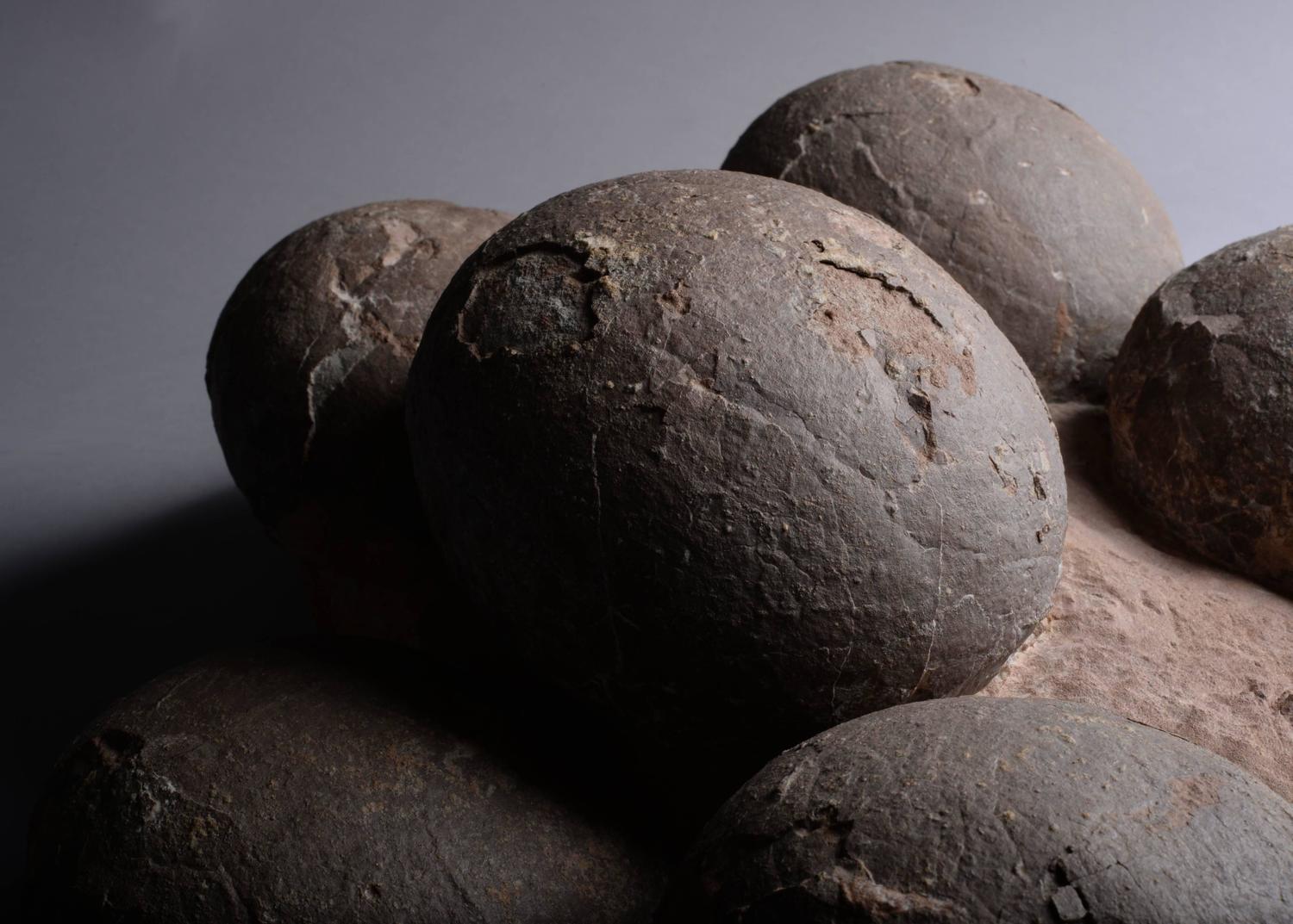 dinosaur fossil on nest