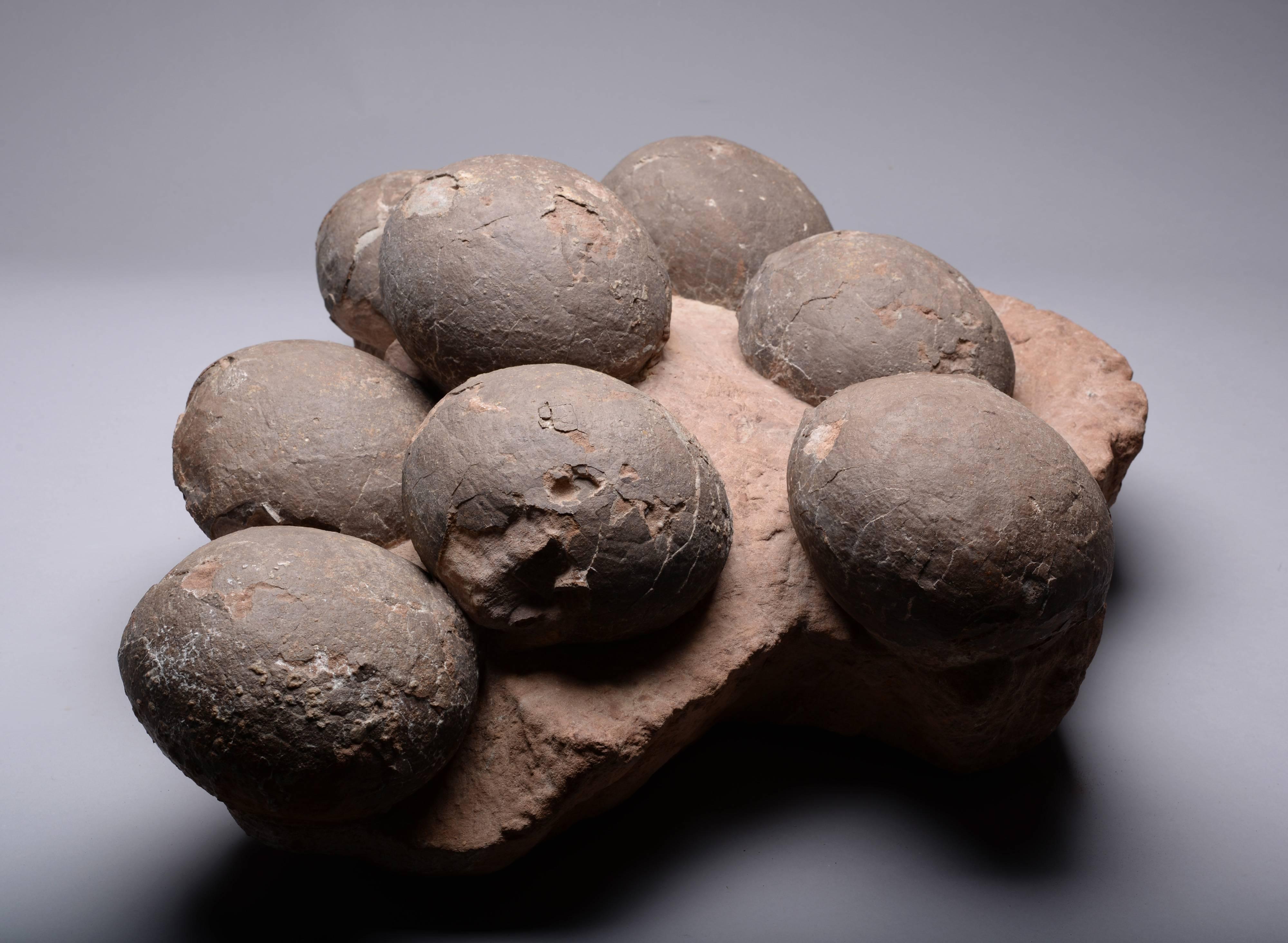 18th Century and Earlier Prehistoric Fossilized Dinosaur Egg Nest Fossil