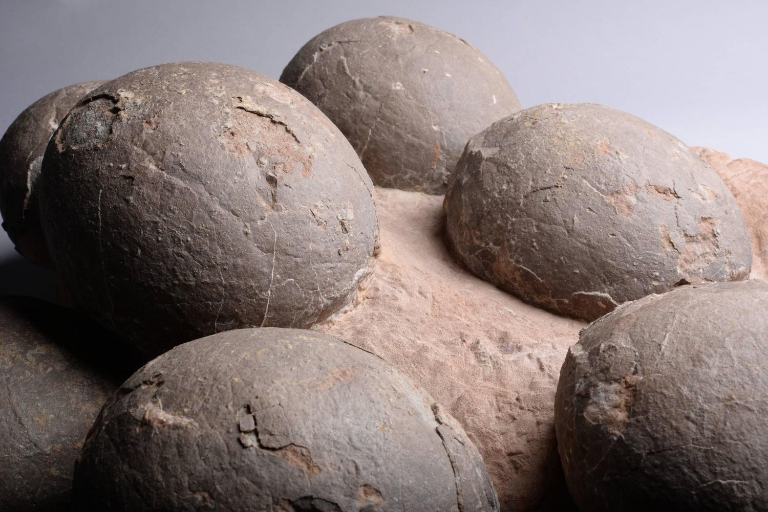 dinosaur fossil on nest