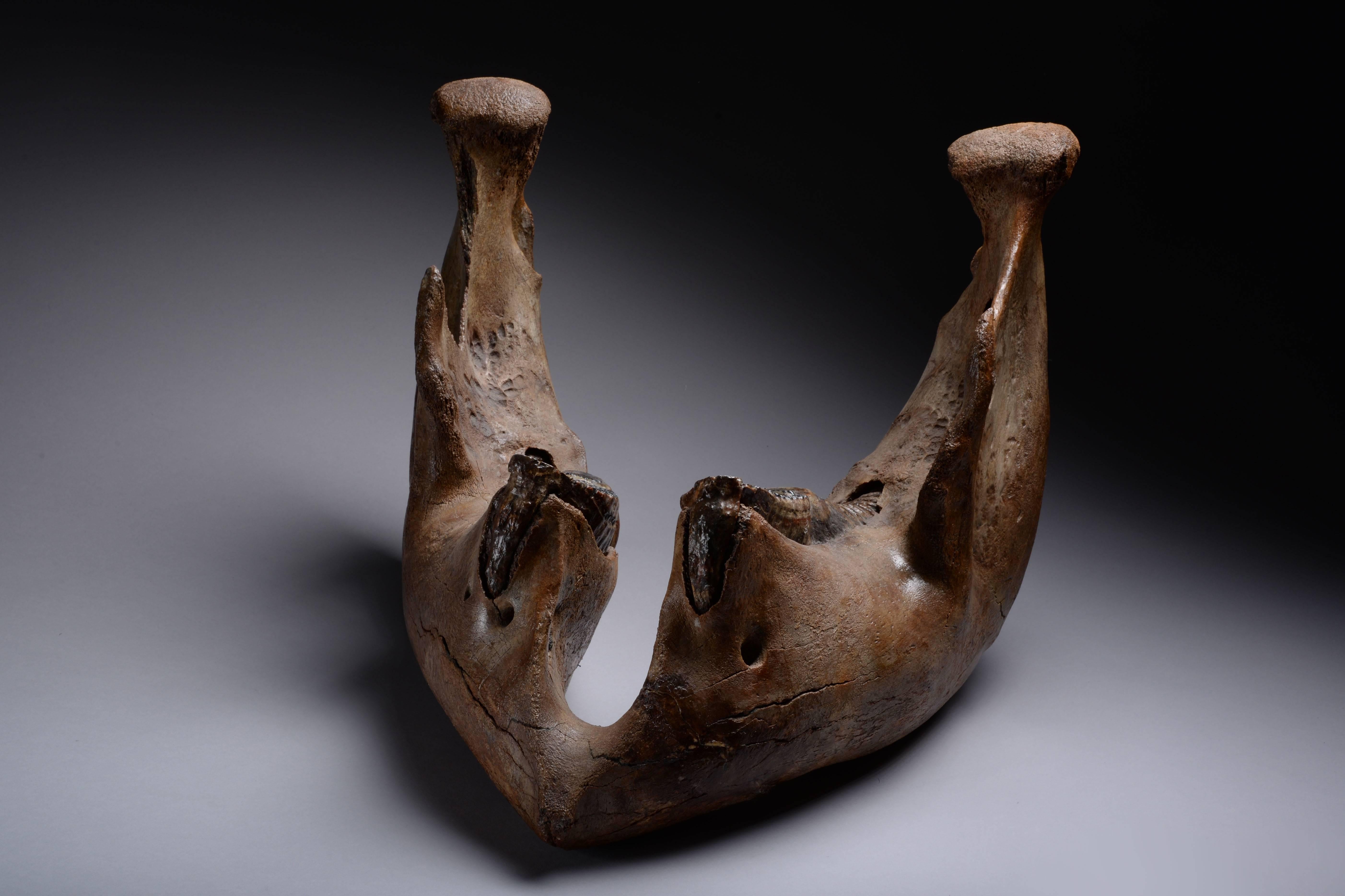 mammoth jawbone