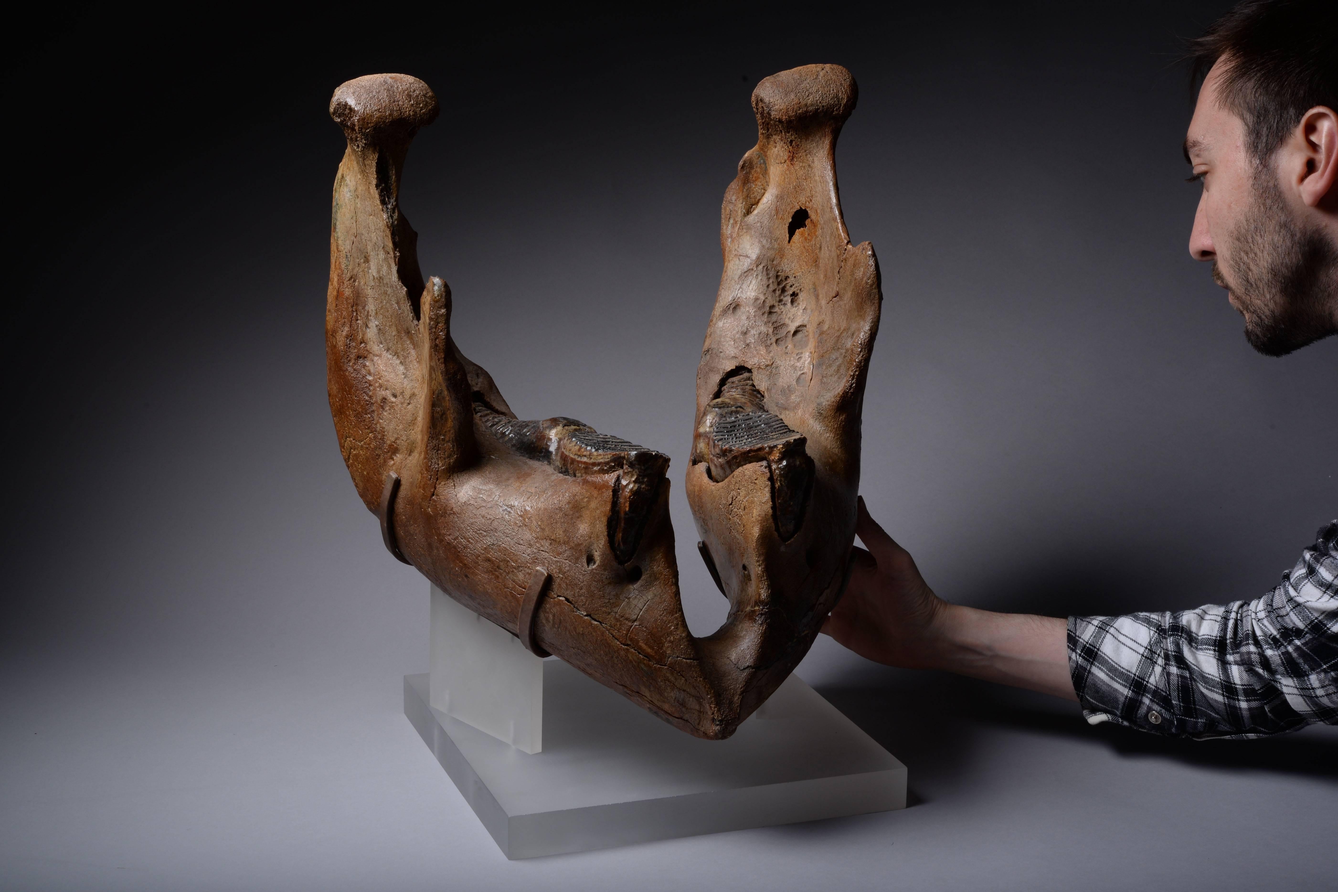 mammoth jaw bone