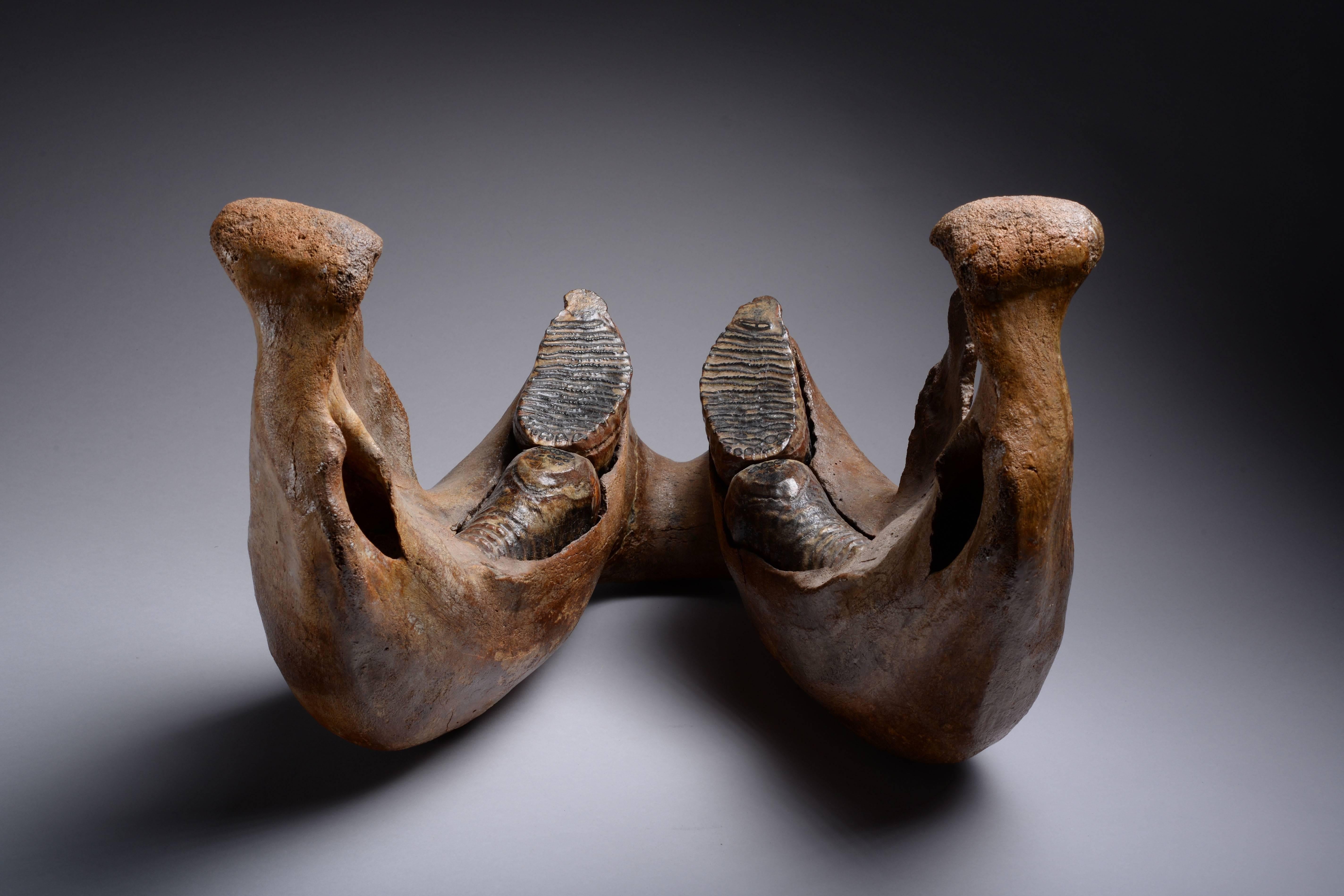 woolly mammoth jaw bone