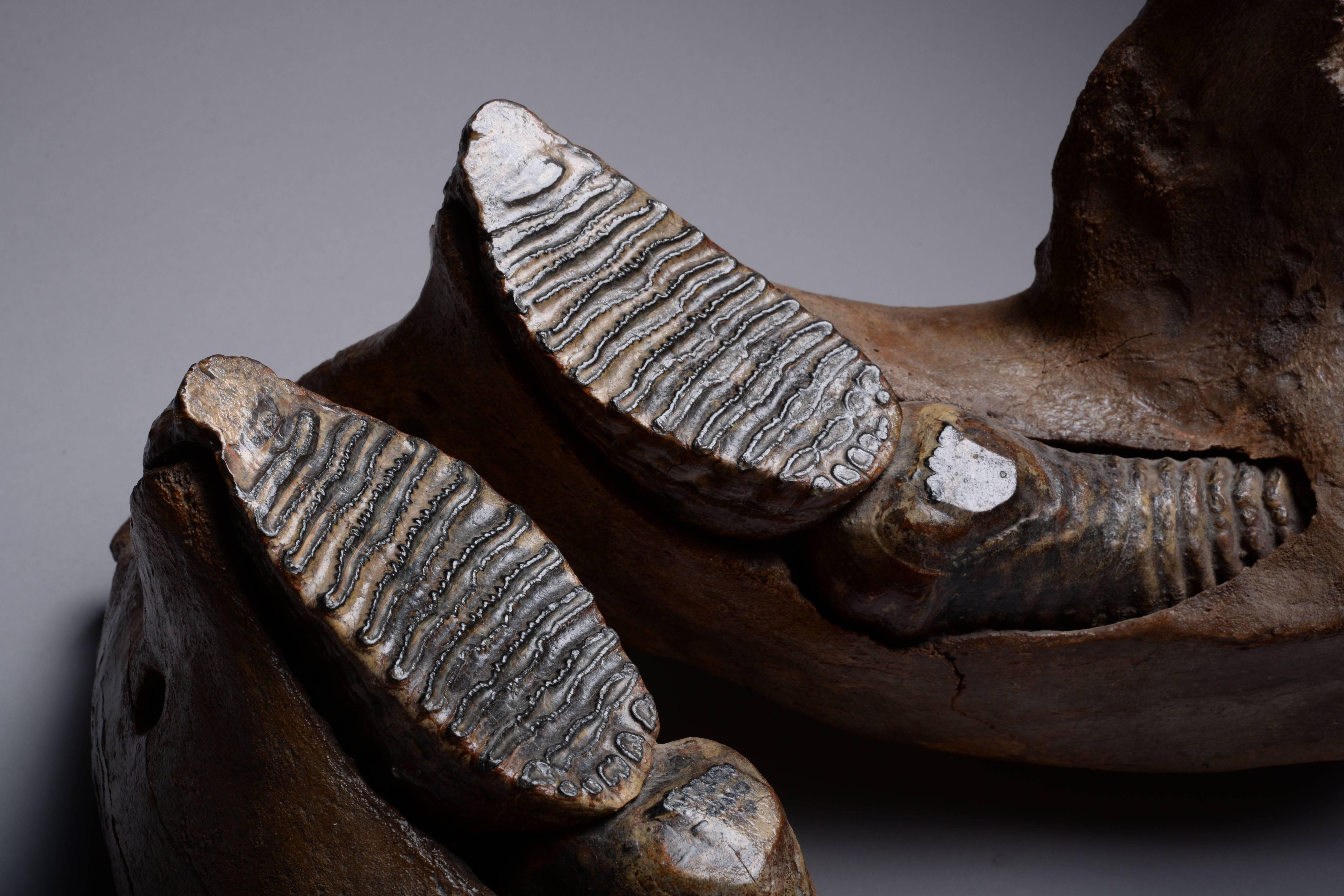 A fascinating prehistoric relic, the lower jaw of a woolly mammoth (Mammuthus primigenius), a now long extinct species. Dating to the late Pleistocene Period, approximately 200,000-20,000 years ago.

The Woolly Mammoth is one of the most iconic
