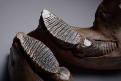 Large Woolly Mammoth Jaw