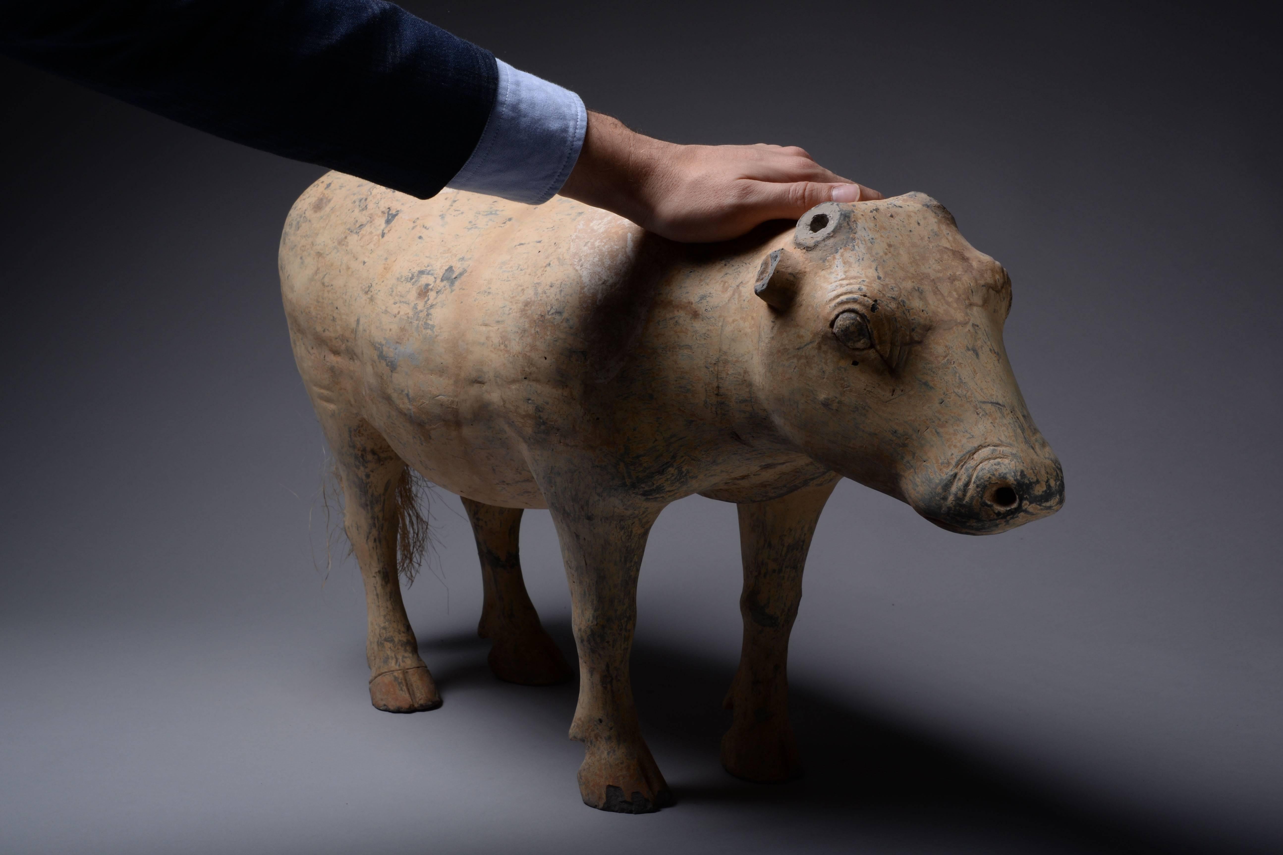 Ancient Chinese Han Dynasty Pottery Ox, 206 BC In Excellent Condition In London, GB