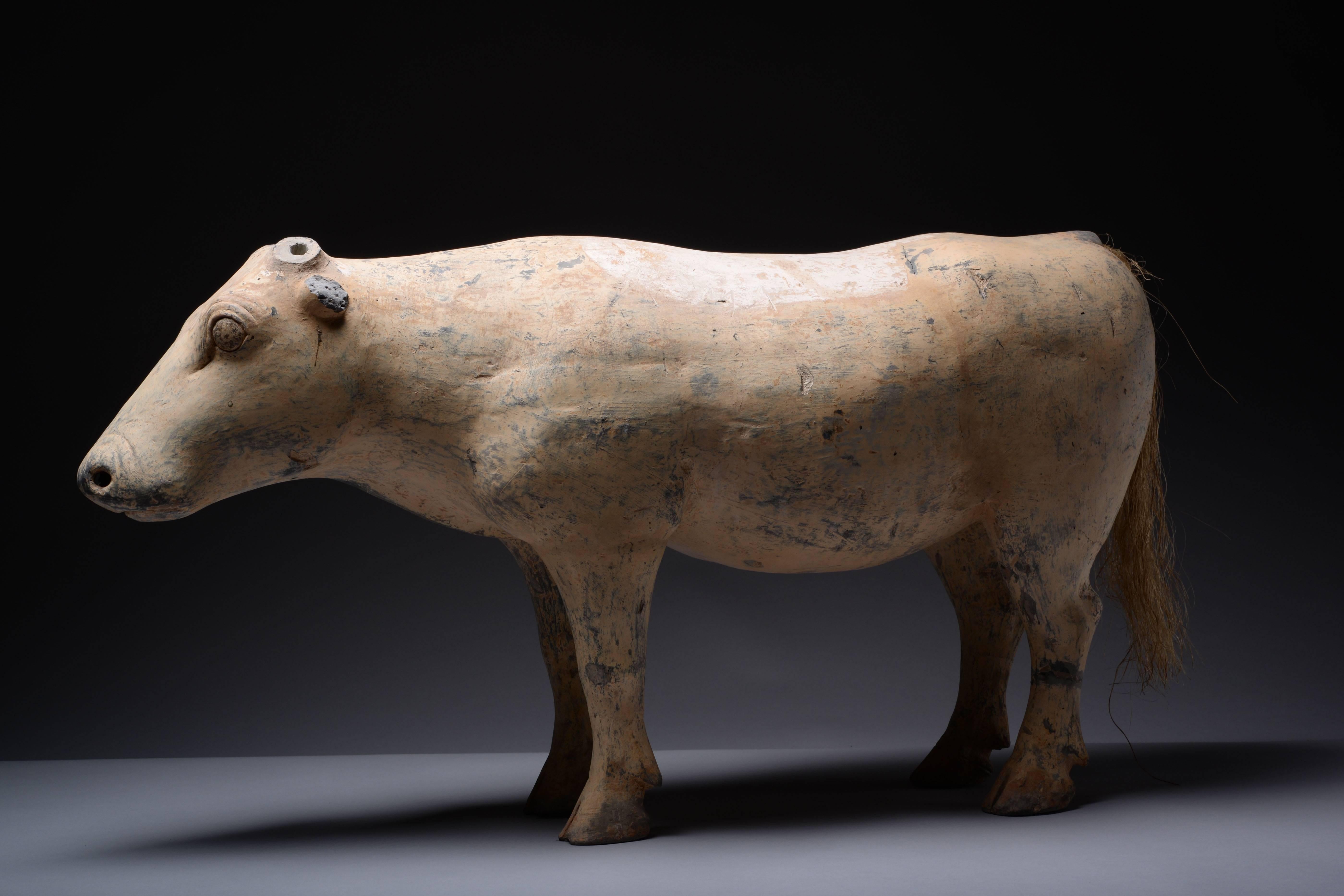 A very large ancient Chinese Han dynasty terracotta ox, dating to 206 BC-220 AD.

One of the largest depictions of an animal that we have seen from the Han dynasty, this powerful piece shows an ox, head bowed, leaning ever so slightly forward as