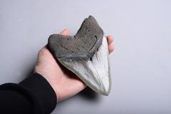 Superb Prehistoric Megalodon Shark Tooth Fossil