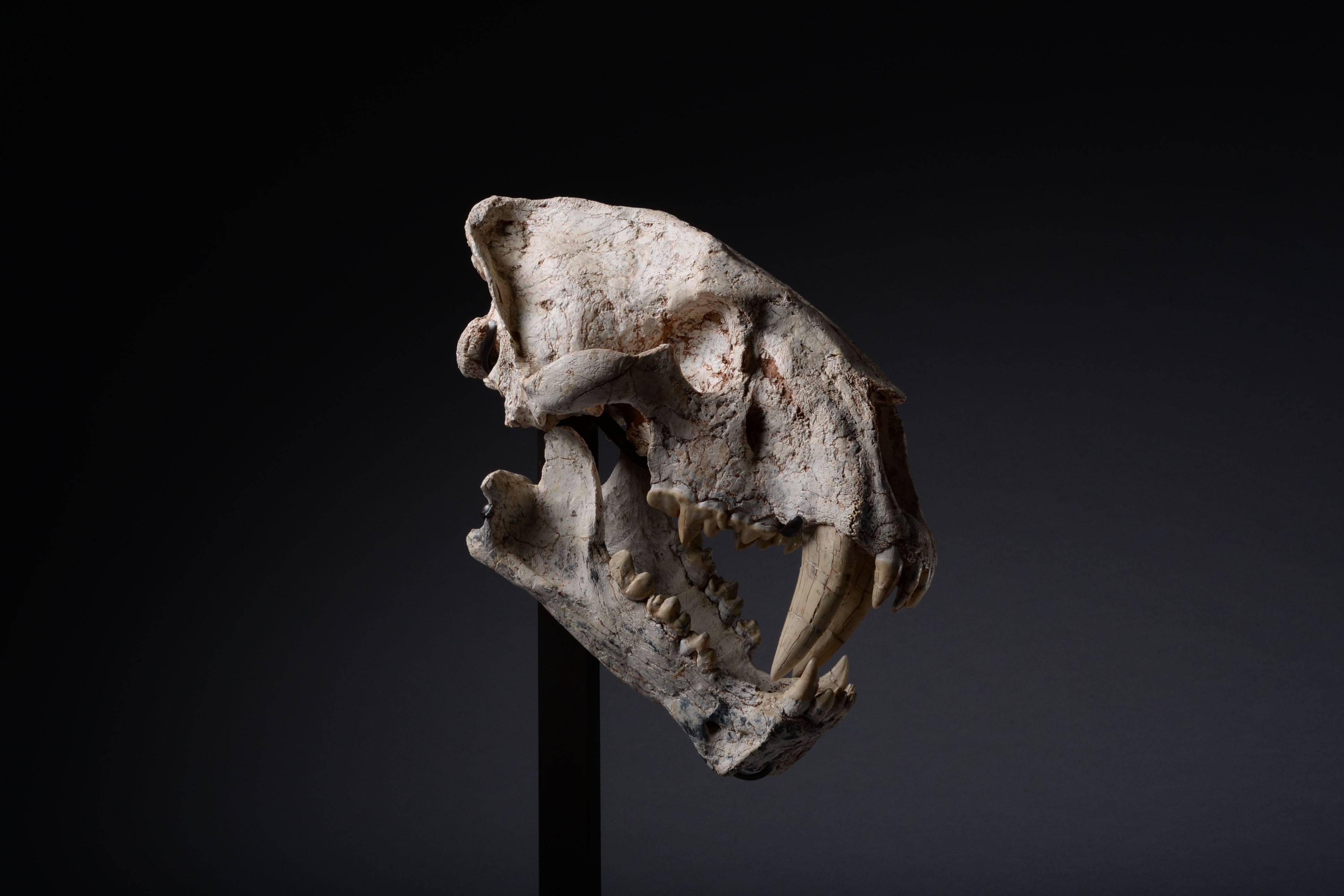Un crâne fossilisé rare d'un des prédateurs préhistoriques les plus emblématiques. Un crâne de chat à dents de sabre du plus grand genre connu:: Machairodus giganteus:: datant du Miocène supérieur:: il y a environ 10 à 5 millions d'années. 
 
De la