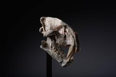 Rare Saber Tooth Cat Fossil Skull