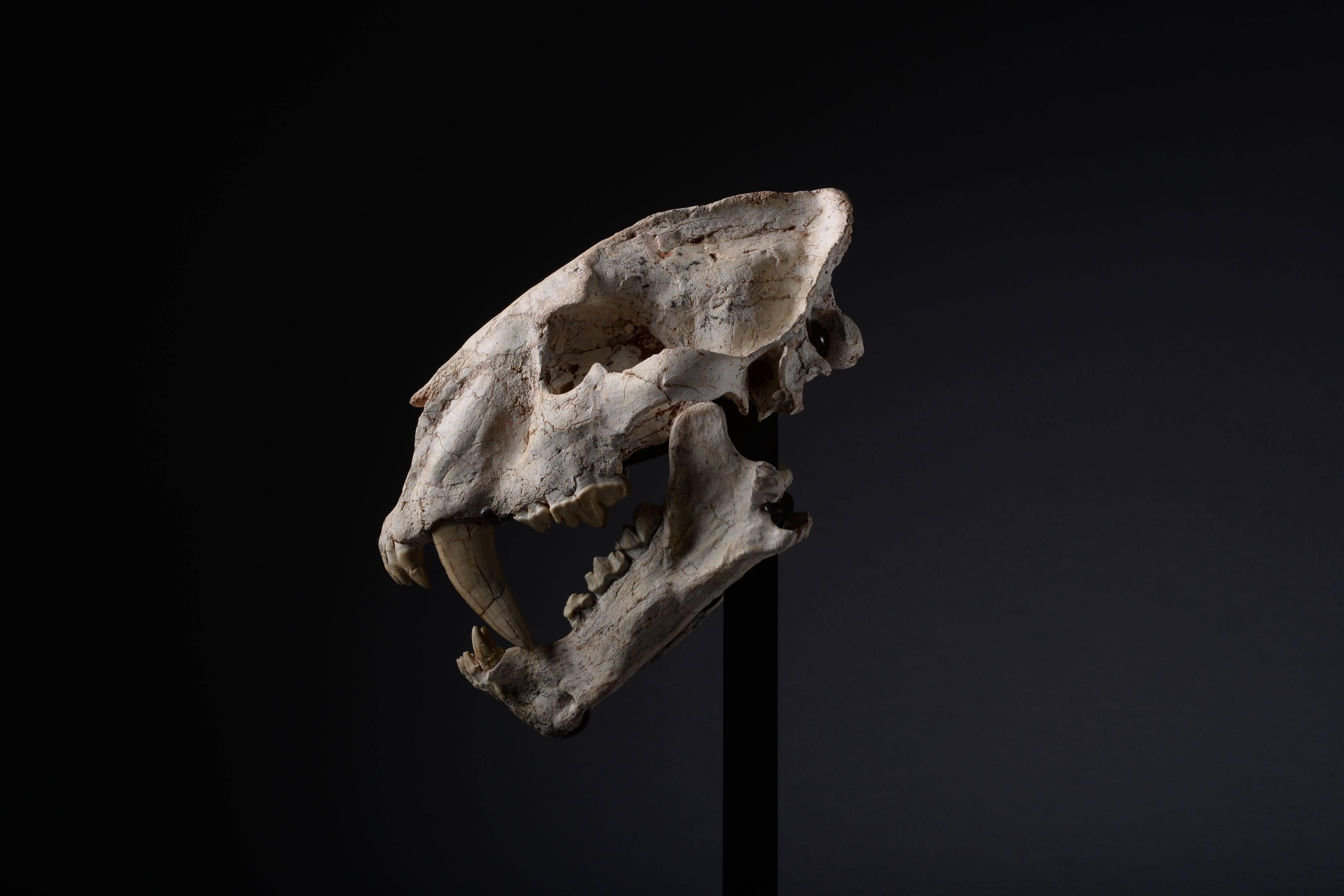 XVIIIe siècle et antérieur Crâne fossile rare de chat à dents de sabre