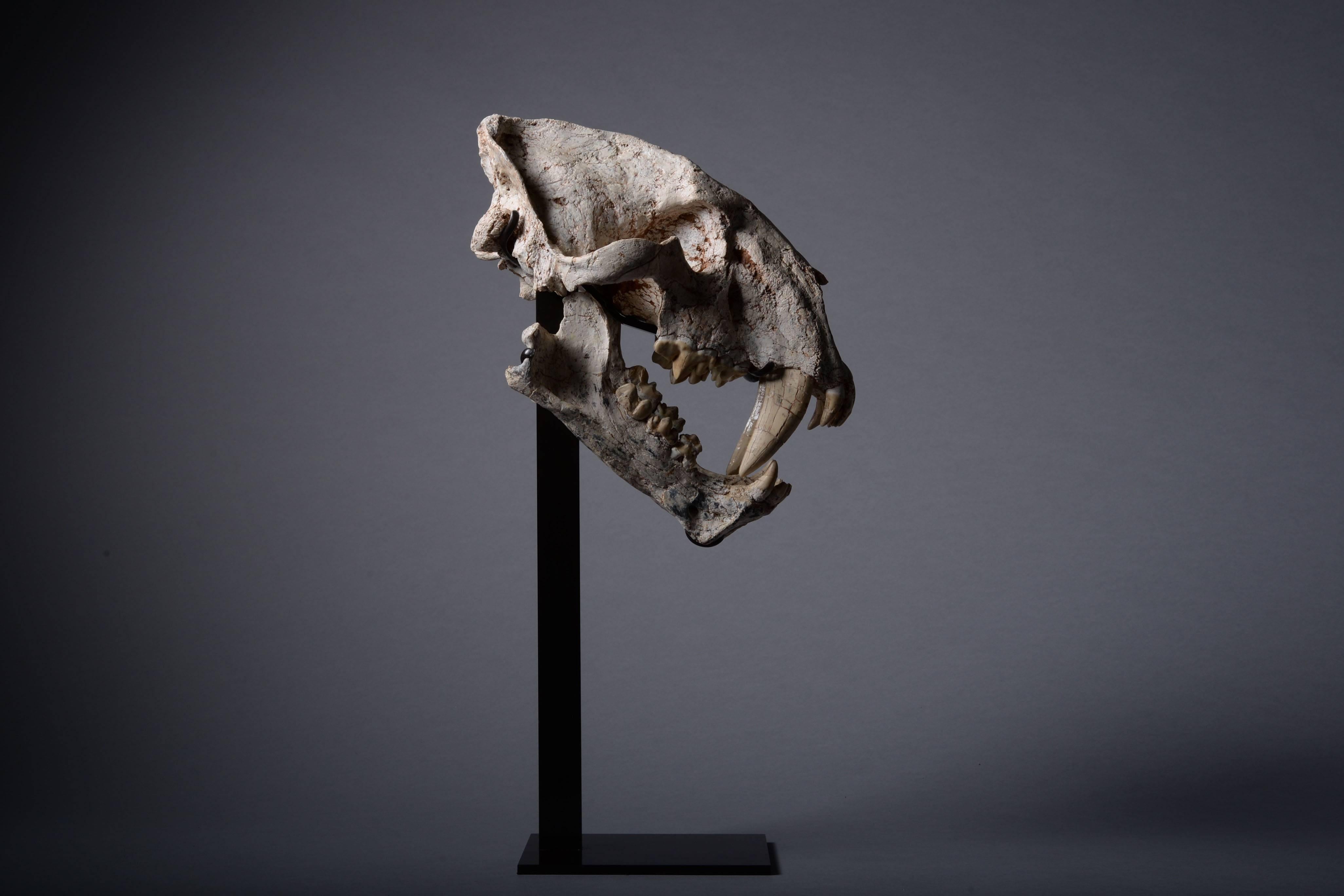 Crâne fossile rare de chat à dents de sabre Excellent état à London, GB