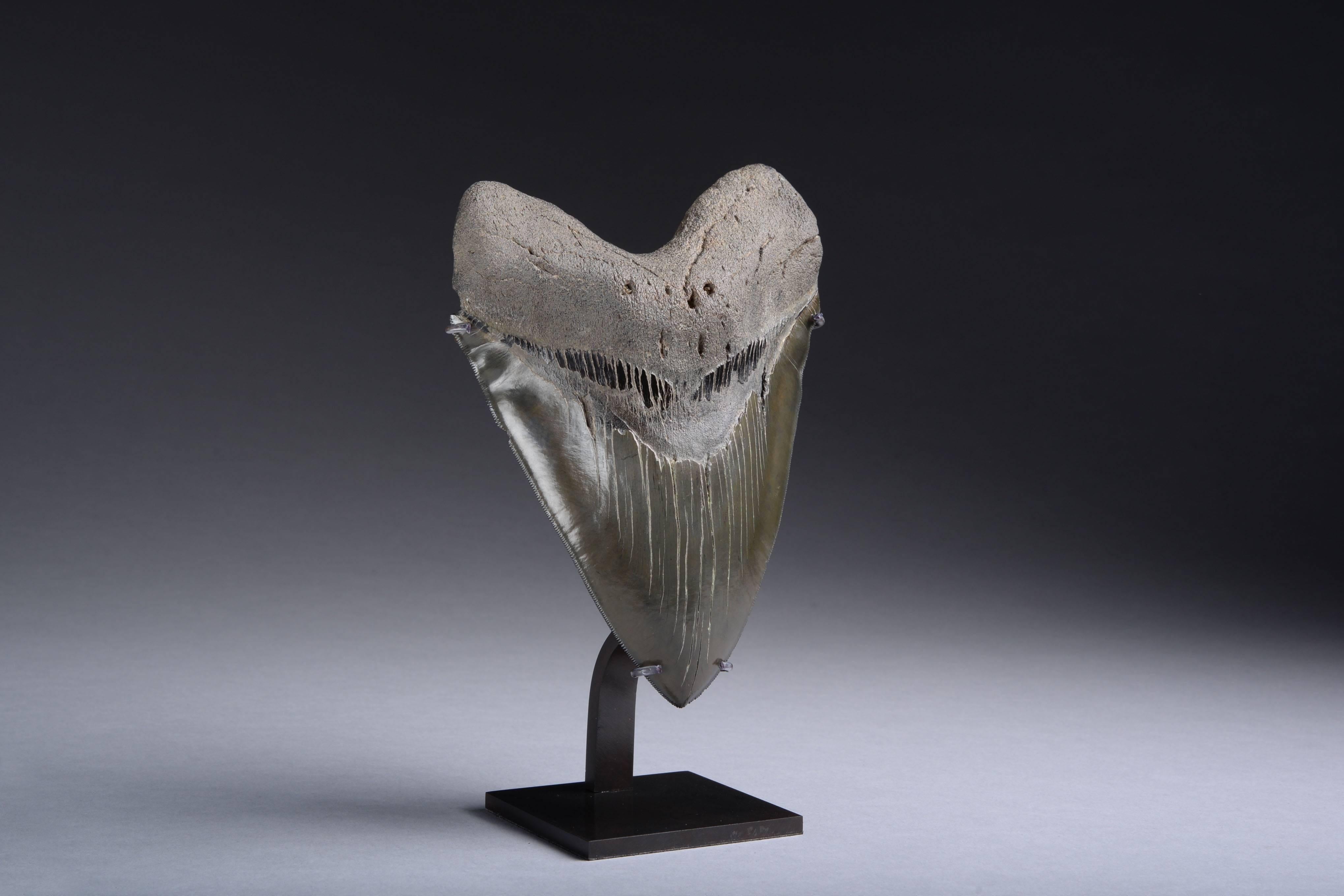 Huge Prehistoric Megalodon Shark Tooth Fossil In Good Condition In London, GB