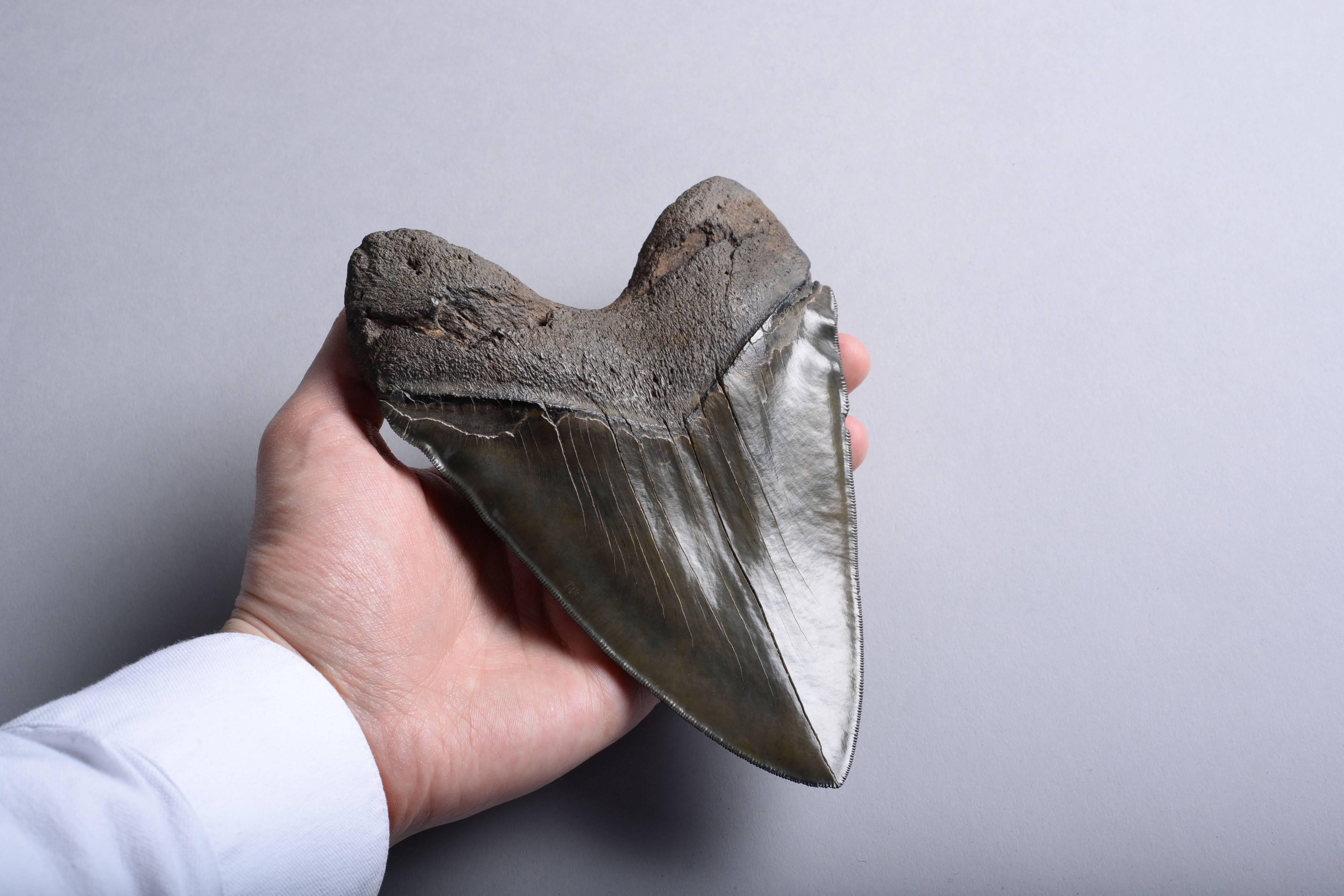 Huge Prehistoric Megalodon Shark Tooth Fossil 3