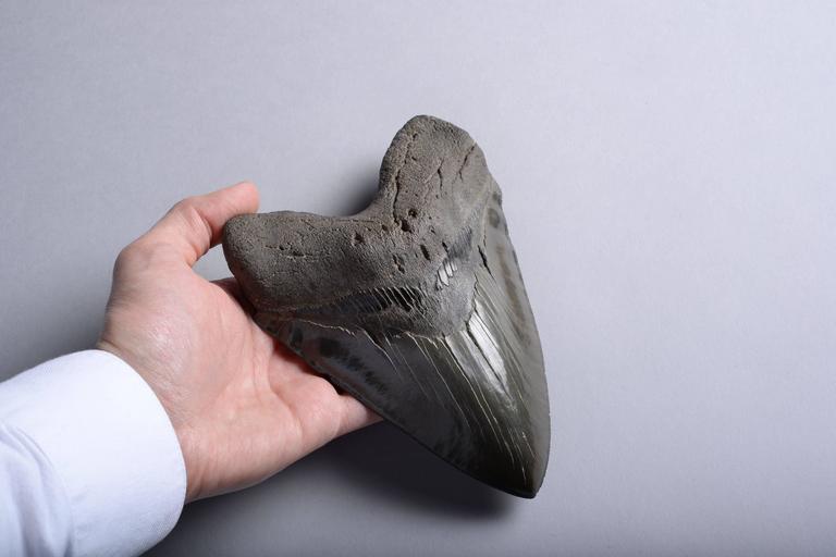 dating fossil teeth dian parkinson in white