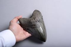 Huge Prehistoric Megalodon Shark Tooth Fossil