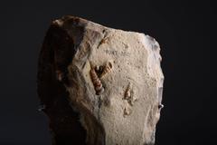 Remarkable Prehistoric Flint Hand Axe with Fossil Inclusions