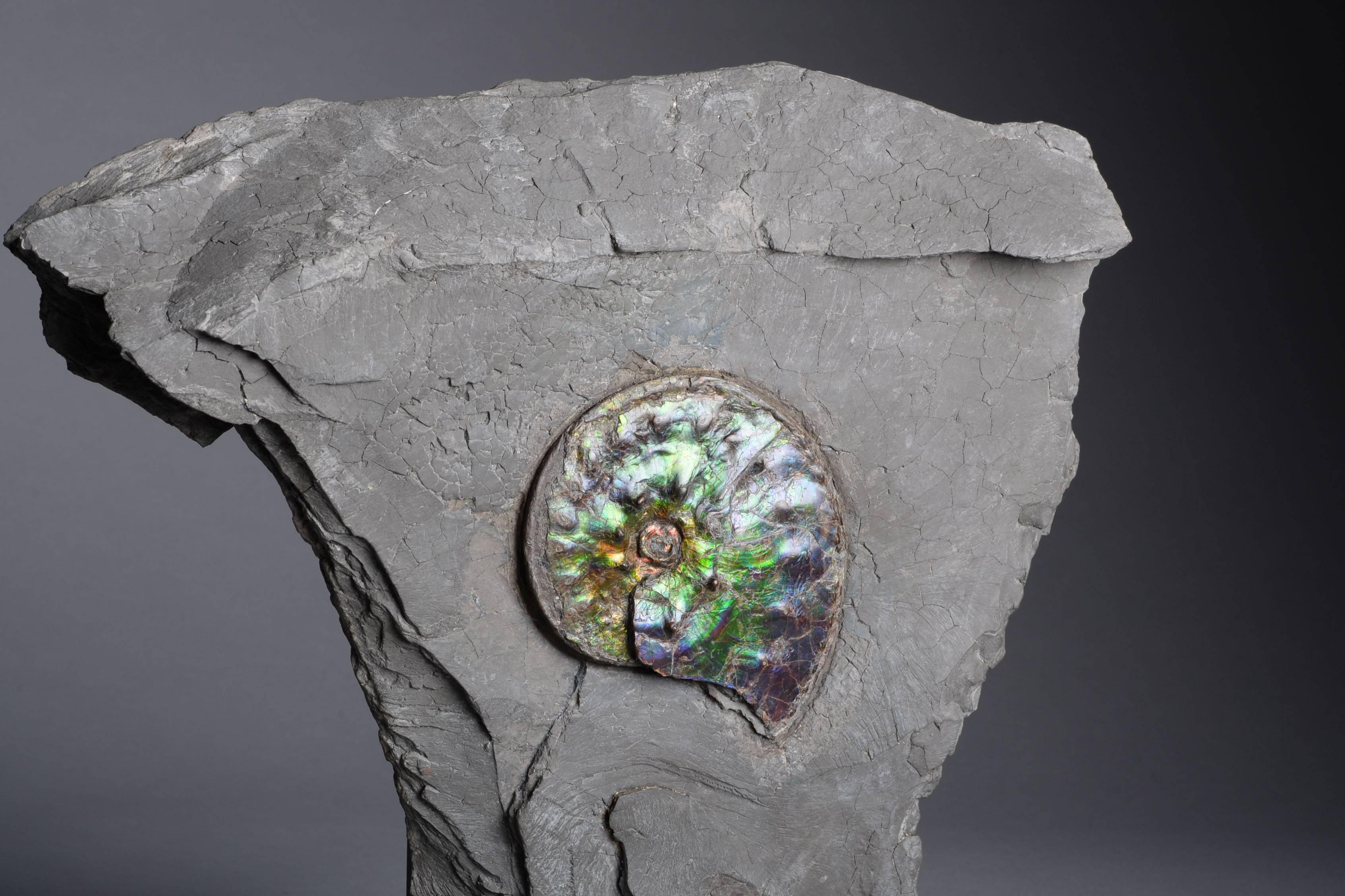 Ammonites from the Bearpaw Formation such as this are regarded as some of the most beautiful fossils known to man. 

This remarkable display piece shows one side of the ammonite, Placenticeras costatum, within a rocky matrix, dating to the late