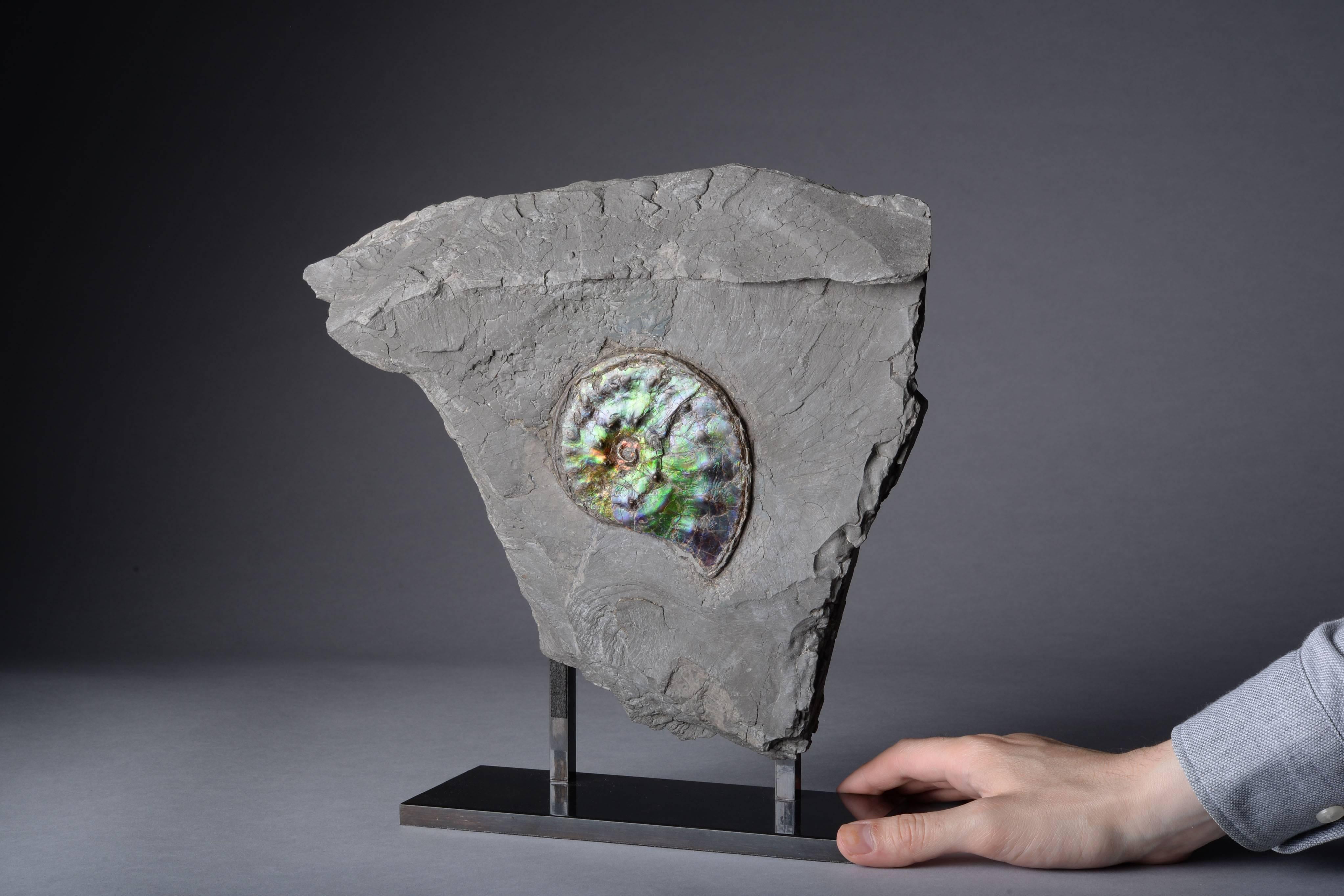 opalescent ammonite