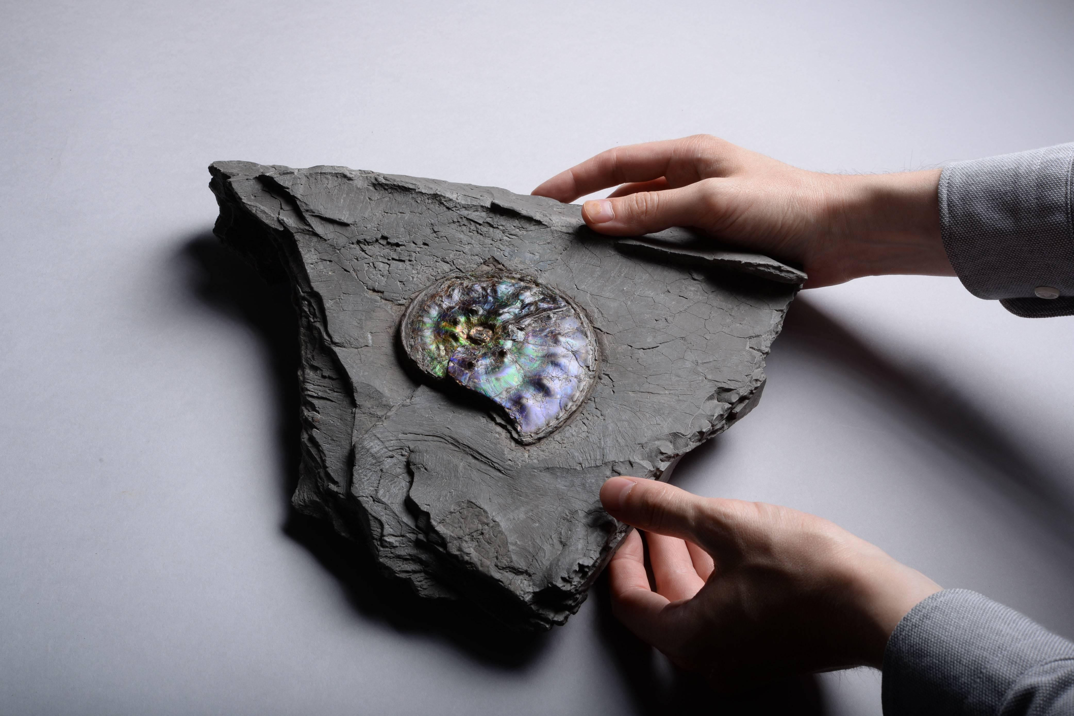 18th Century and Earlier Opalescent Gem Ammonite Fossil