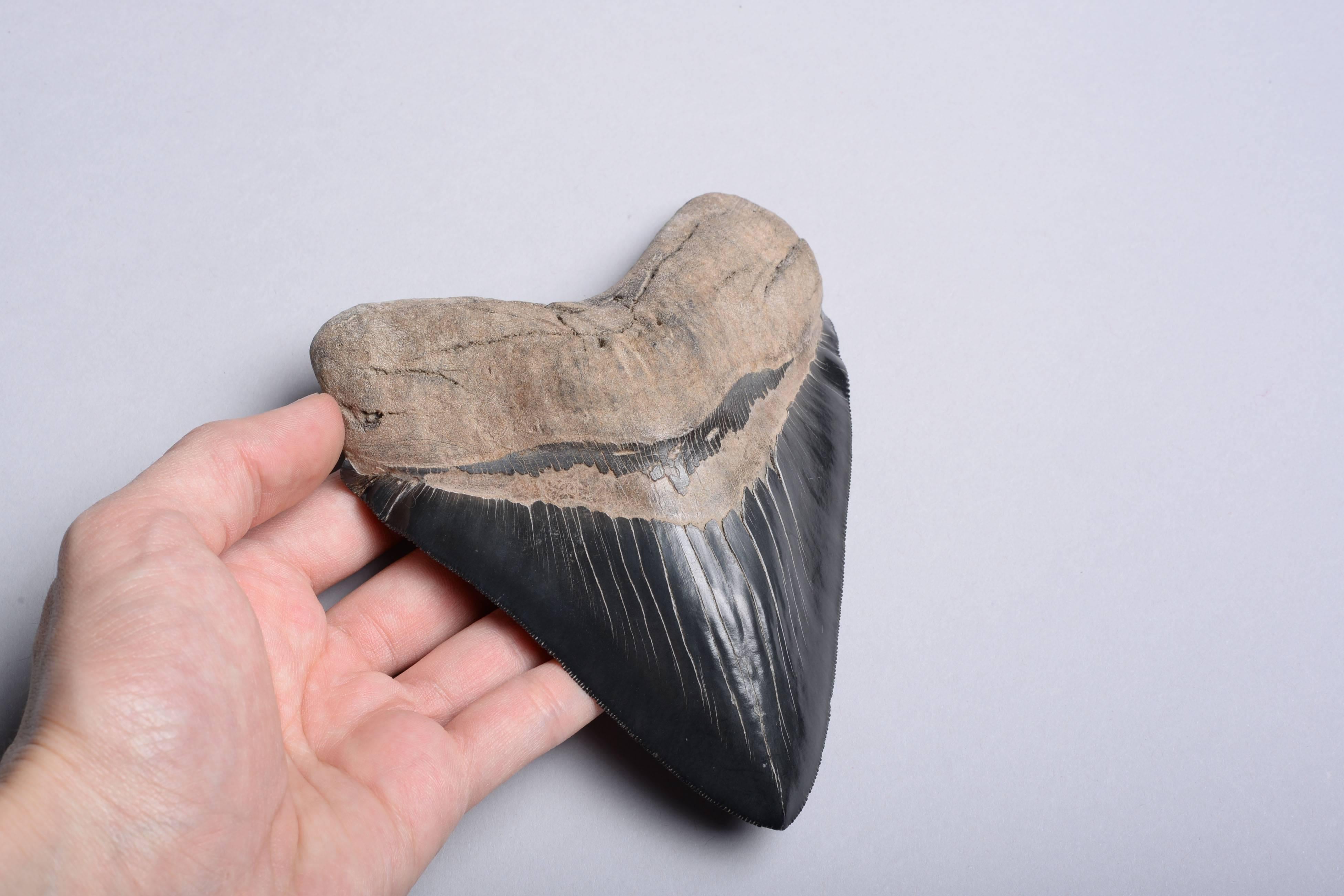 A large and perfectly preserved Megalodon (Carcharocles megalodon) shark tooth, dating to 25 – 2 million years before the present day. 

It's hard to comprehend that this enormous serrated tooth once belonged to a living creature. Yet this