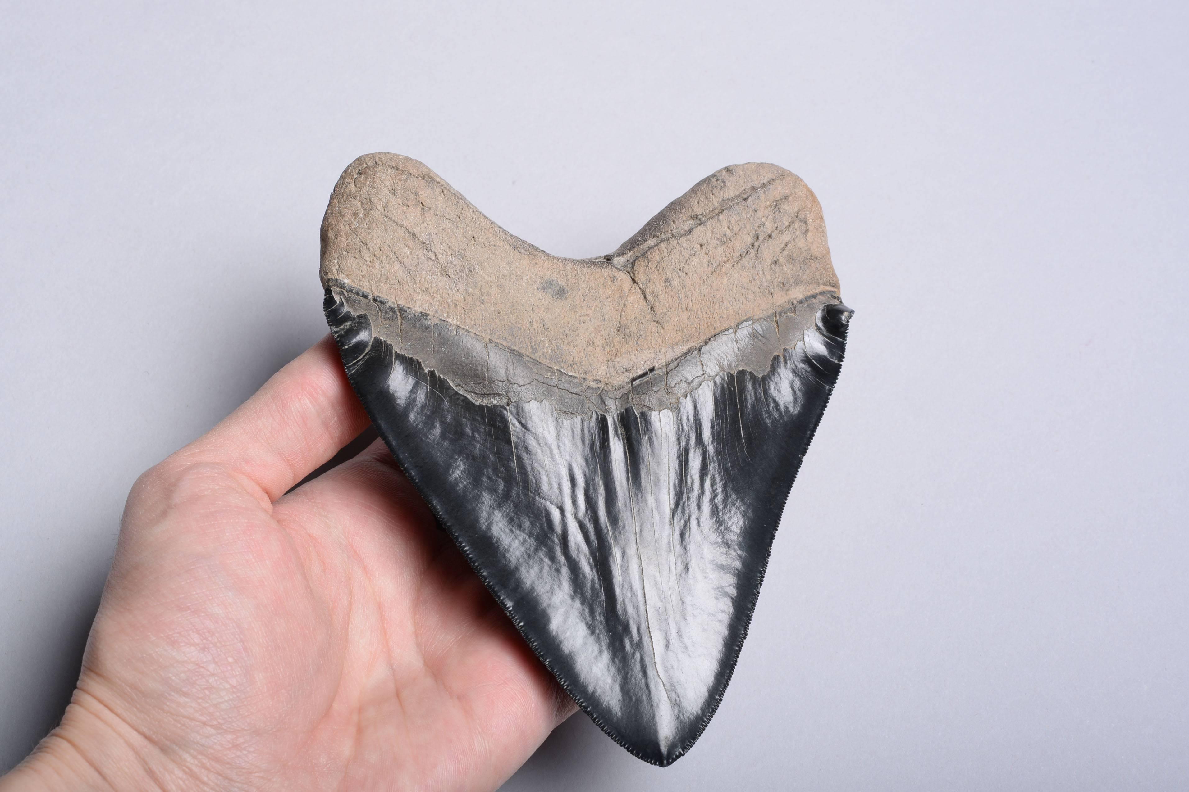 American Huge Prehistoric Megalodon Tooth Fossil
