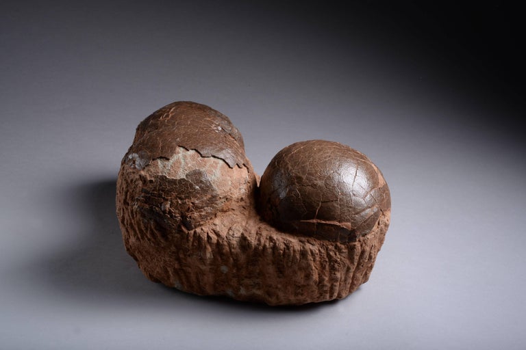 dinosaur fossil on nest