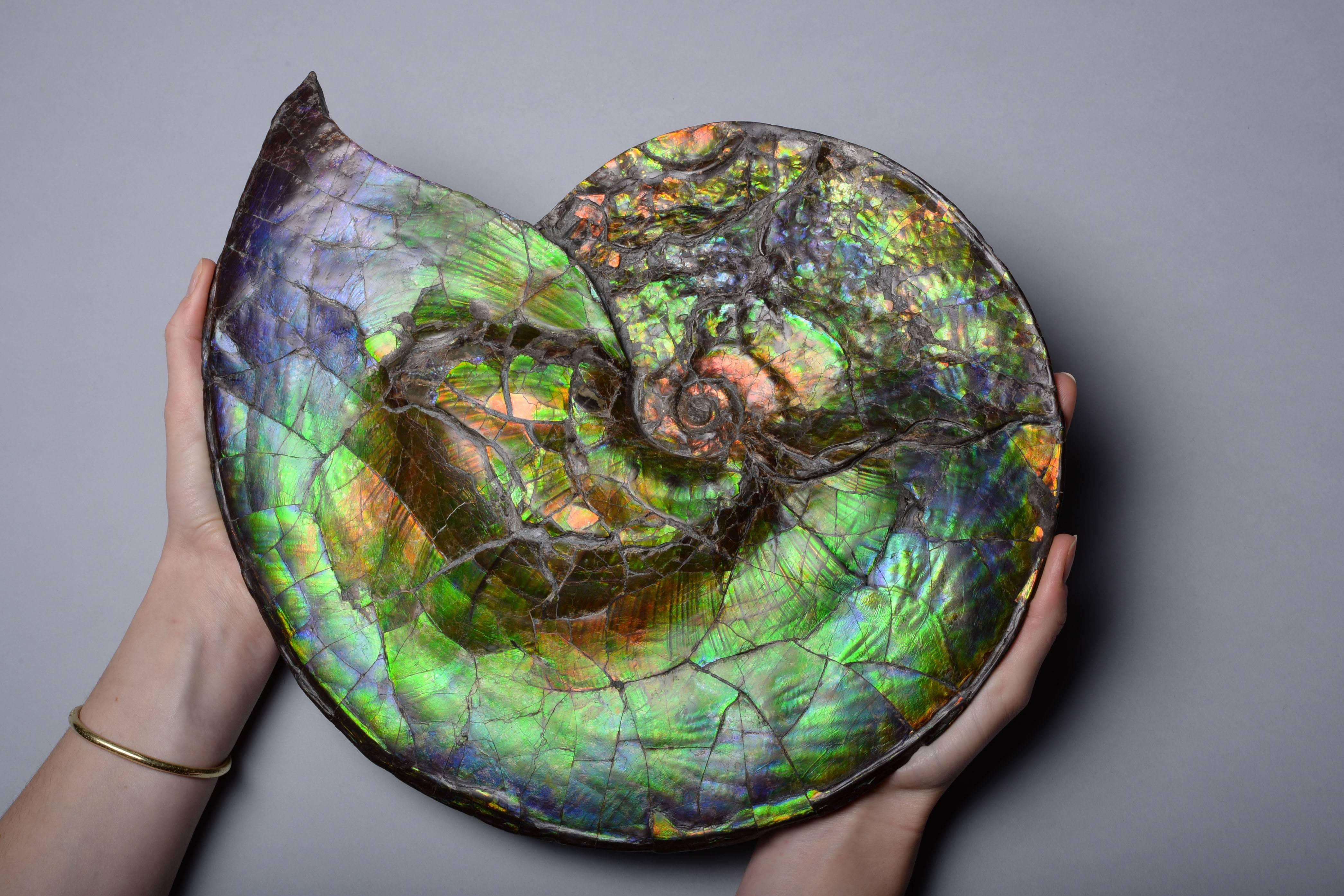 An example of one of the most spectacular fossils in the world. A large and fantastically vibrant ammonite, Placenticeras costatum, from the famous Bearpaw formation. Dating to the late Cretaceous period, around 75 million years before present.

The