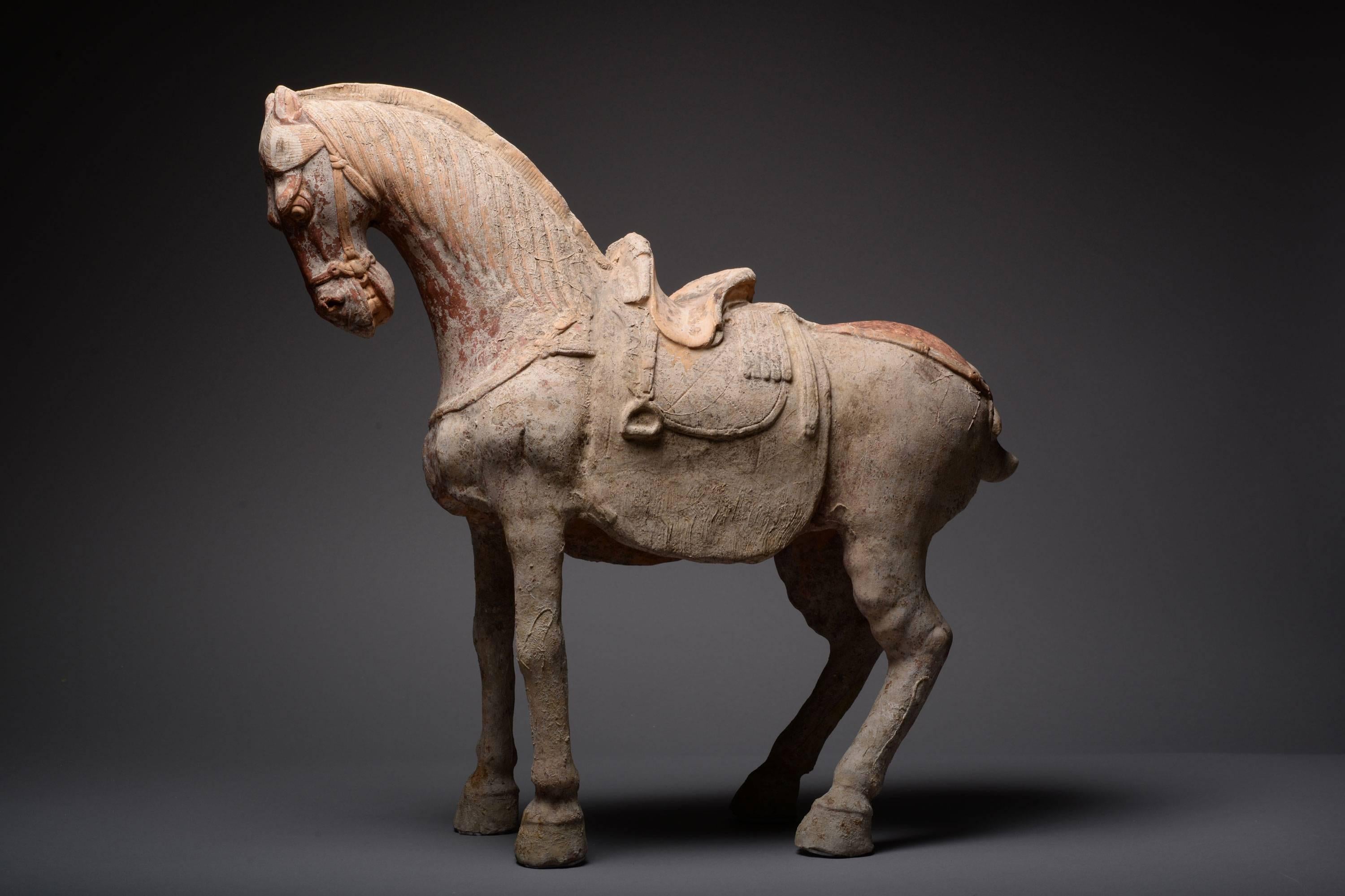 An ancient Chinese Sui dynasty painted terracotta horse, dating to 600 AD.

Shown about to rear backwards, as if struggling against its reigns, this horse is a picture of vibrant energy and virility. Wearing a finely modelled saddle, with