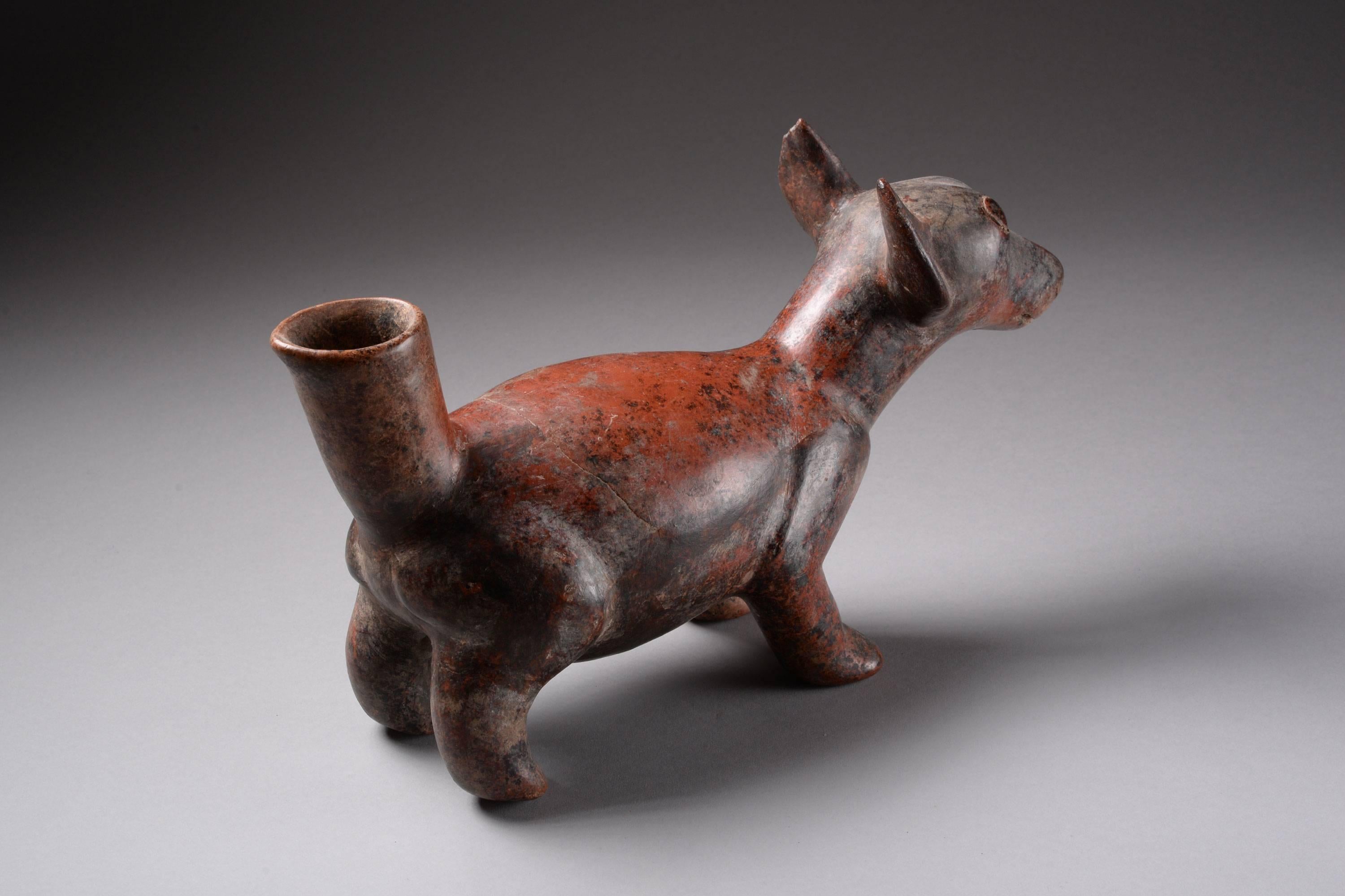 A charming Pre Columbian burnished pottery vessel in the form of a Chihuahua. Created by the people of the Colima Culture of western Mexico and dating to around 200 BC -  200 AD.

Exhibiting a beautiful dark red colour. The plump beast stares