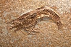 Large Shrimp Fossil Plaque, Late Jurassic Period