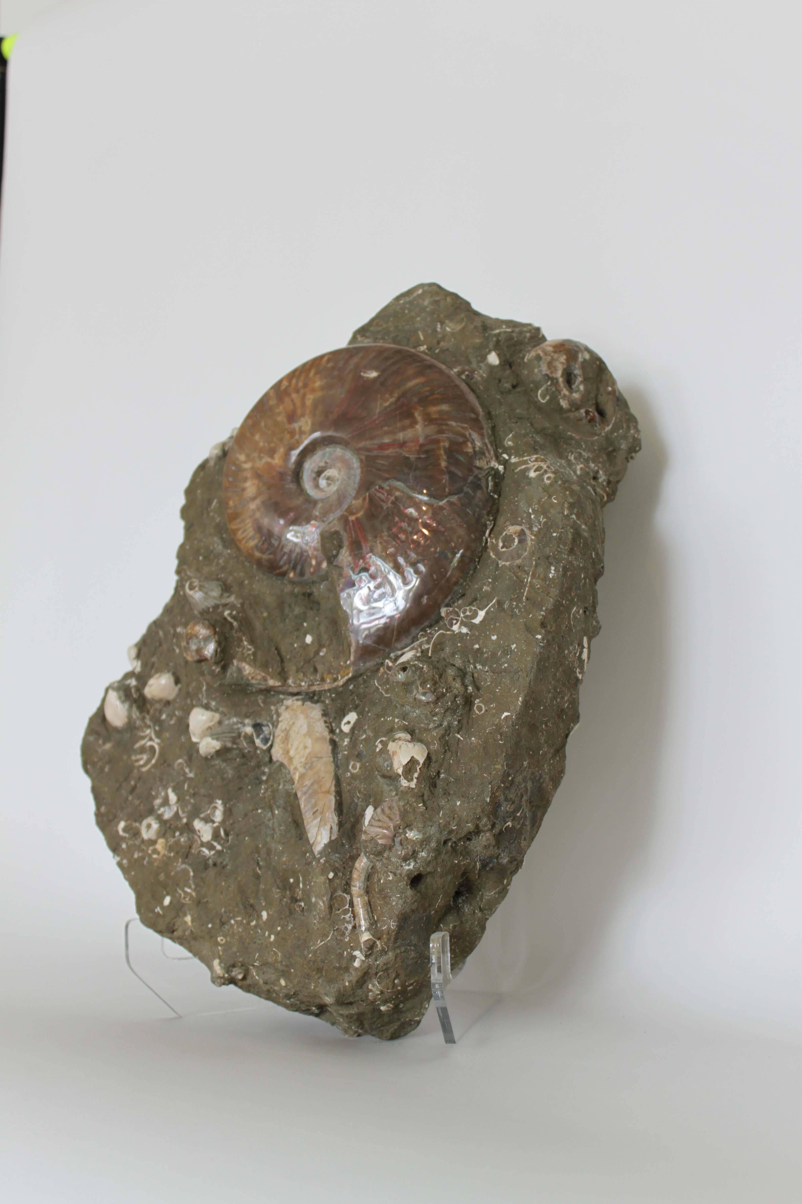 A beautiful fossil matrix exhibiting an exceptionally large piece of hand-polished ammonite.