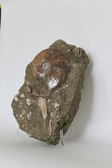 Ammonite Fossil Matrix