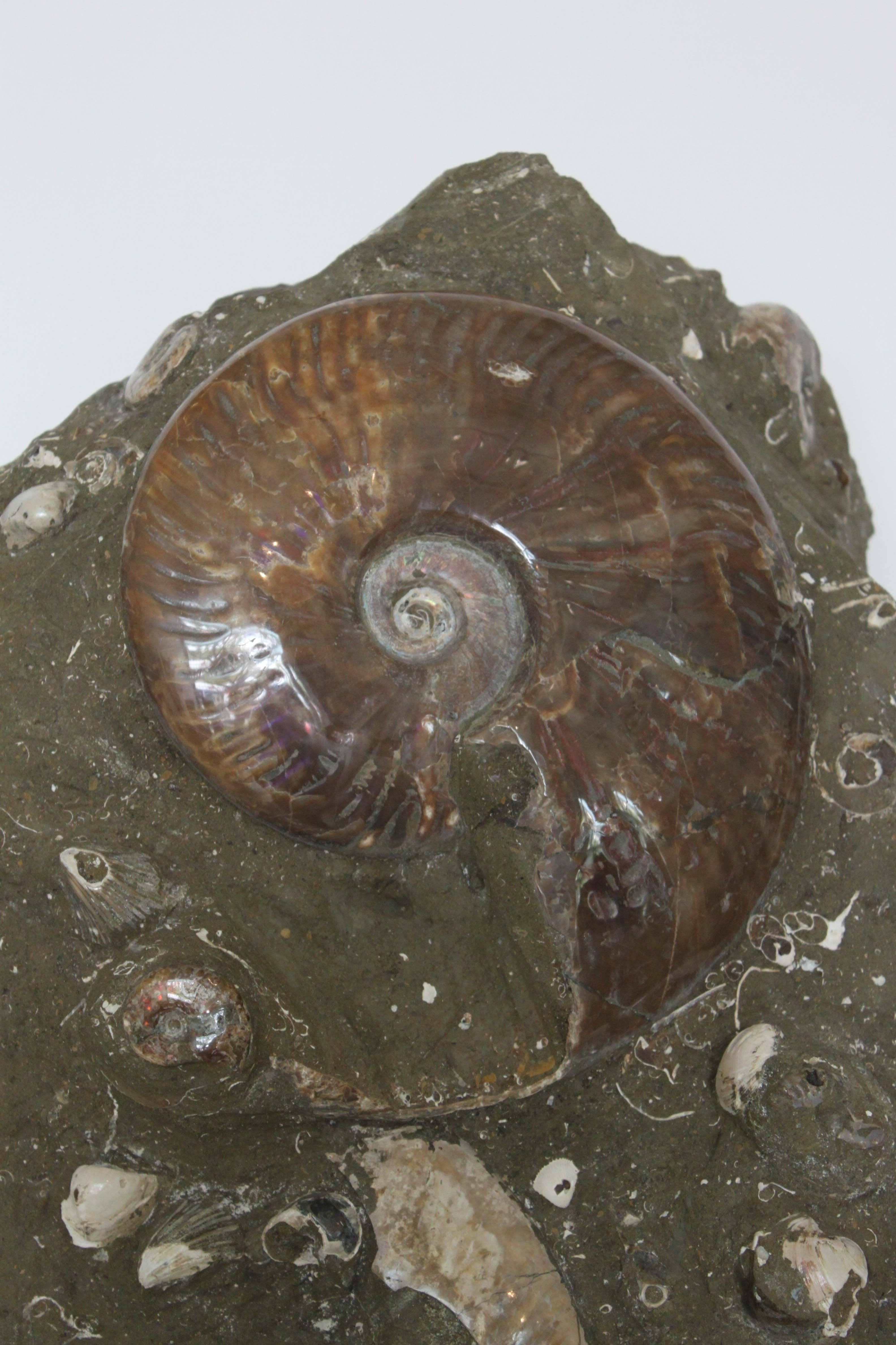 ammonite fossils