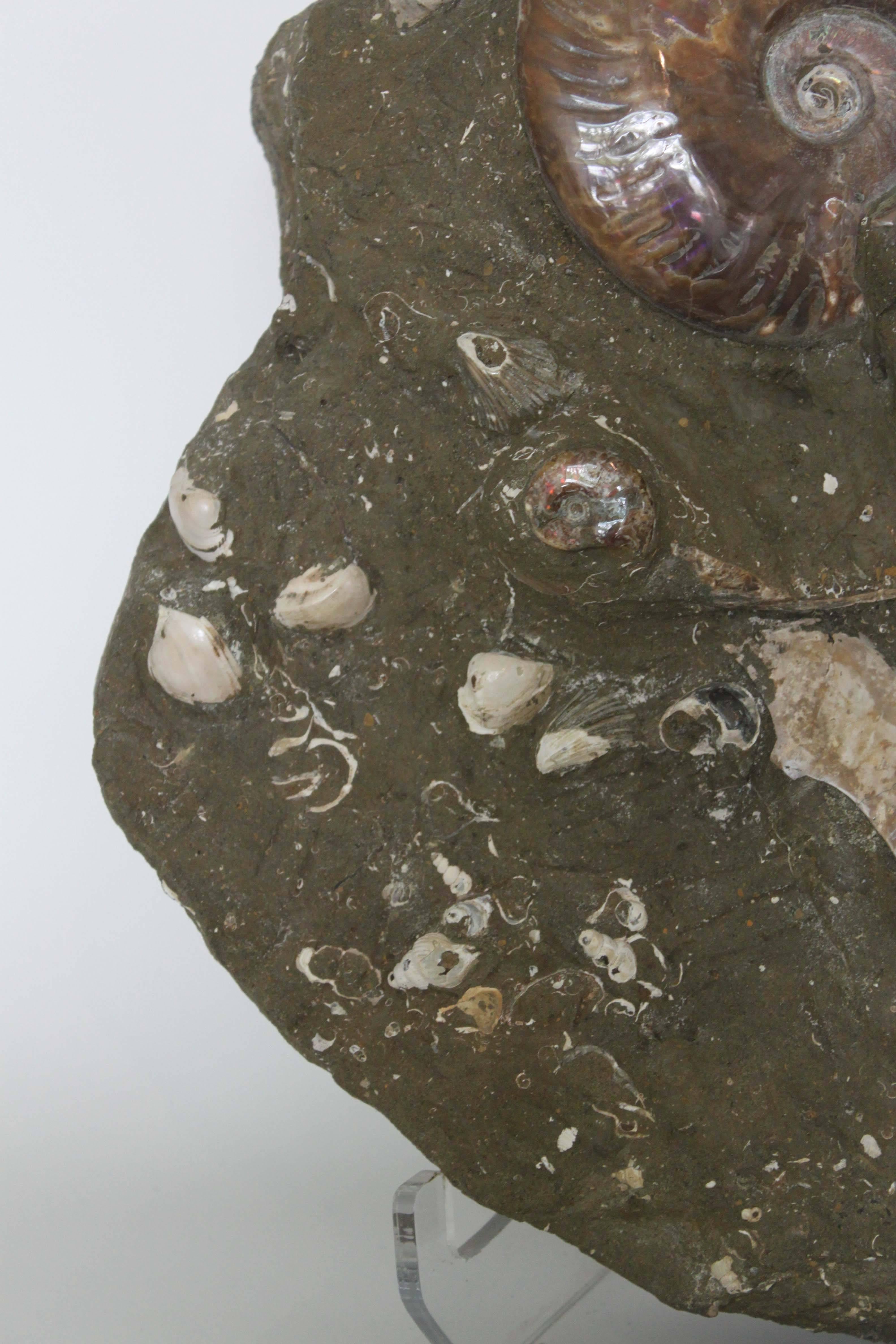 ammonite in matrix