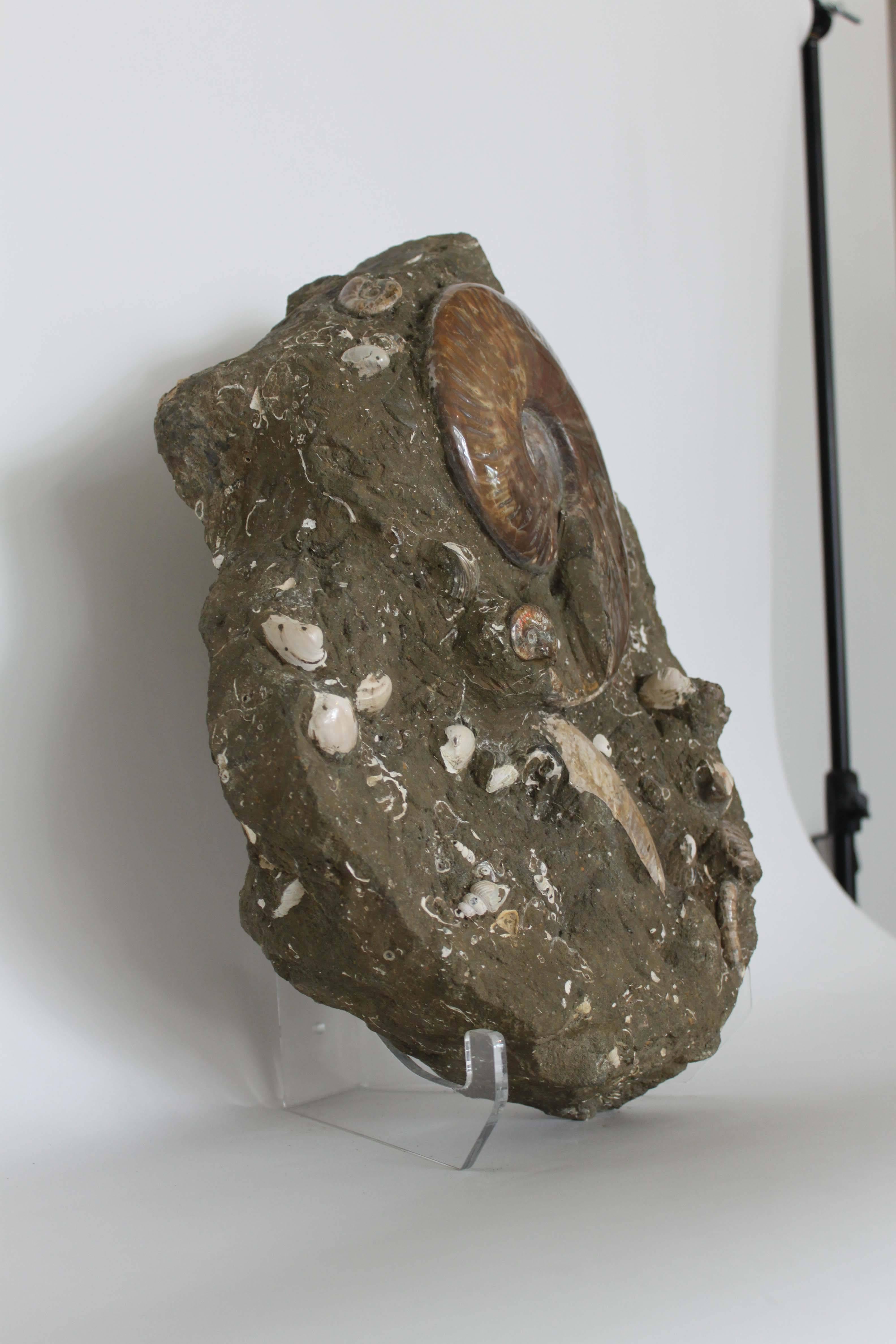 Primitive Ammonite Fossil Matrix For Sale