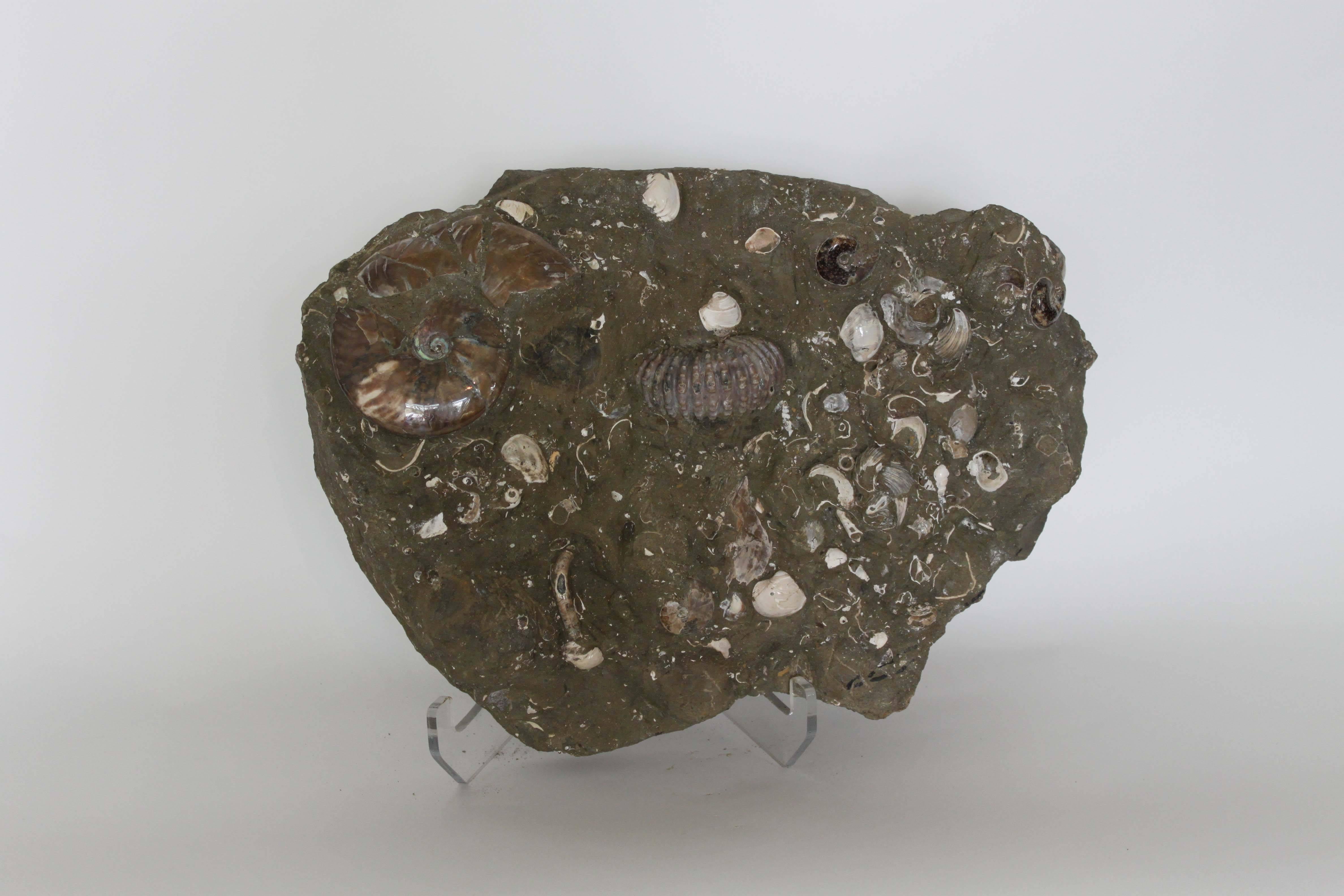 18th Century and Earlier Ammonite Fossil Matrix For Sale
