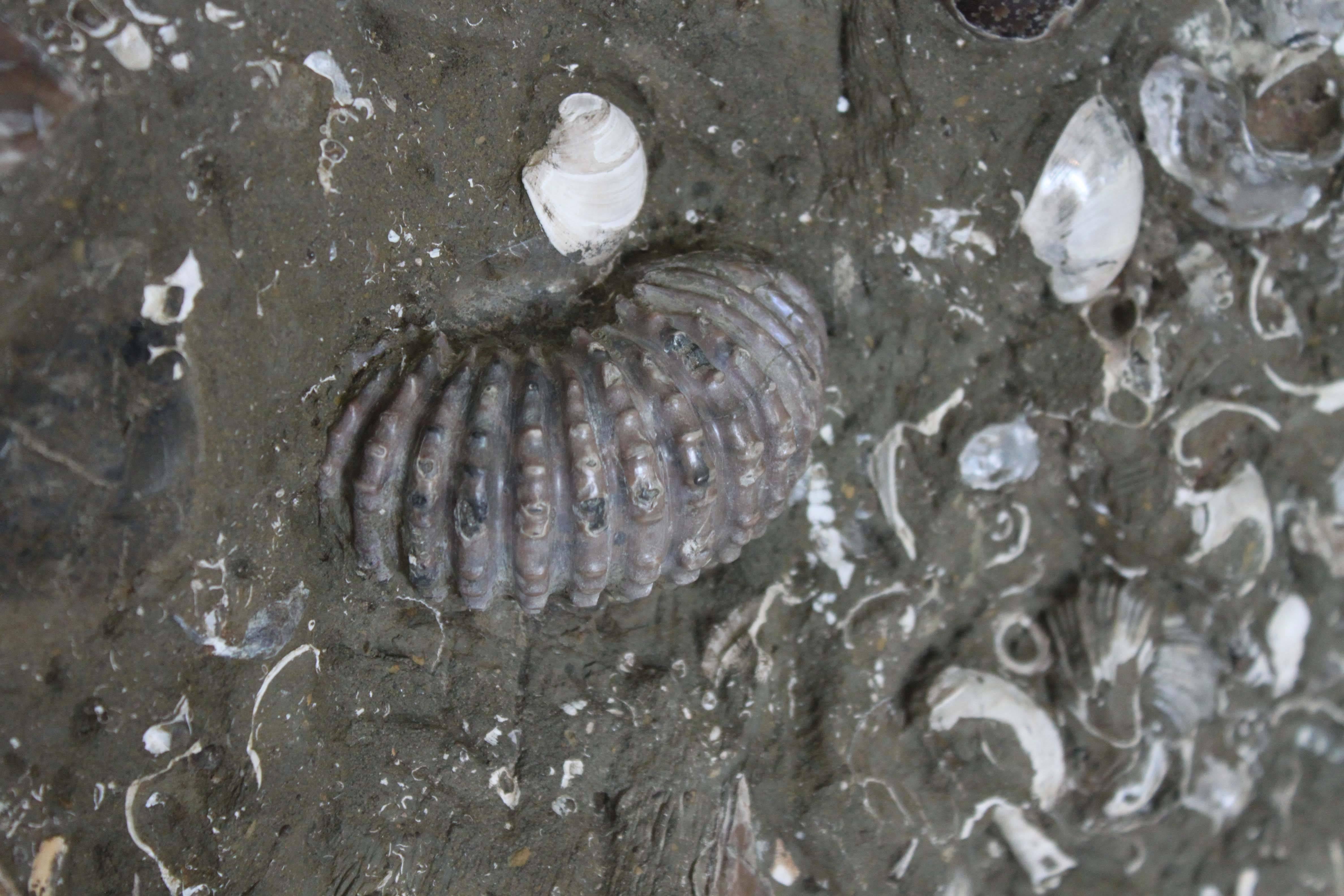 Ammonite Fossil Matrix For Sale 1